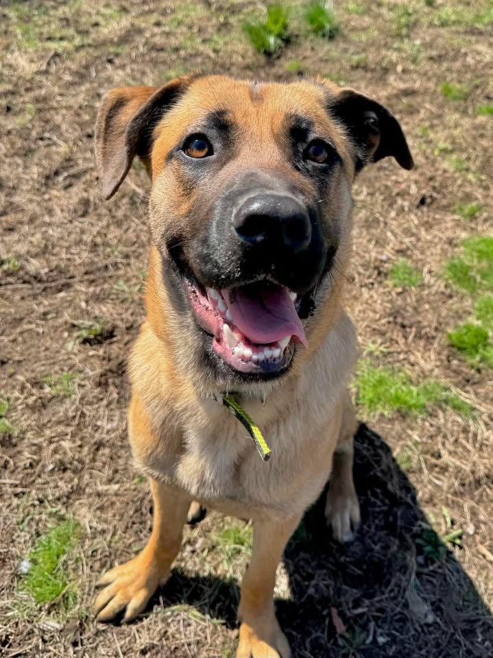 Enlarge Kiara, a Adopted Shepherd in Stamford, CT image 1/3