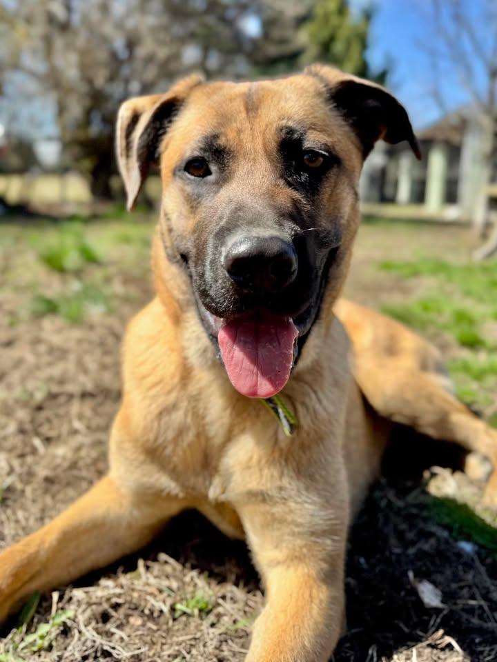 Enlarge Kiara, a Adopted Shepherd in Stamford, CT image 2/3