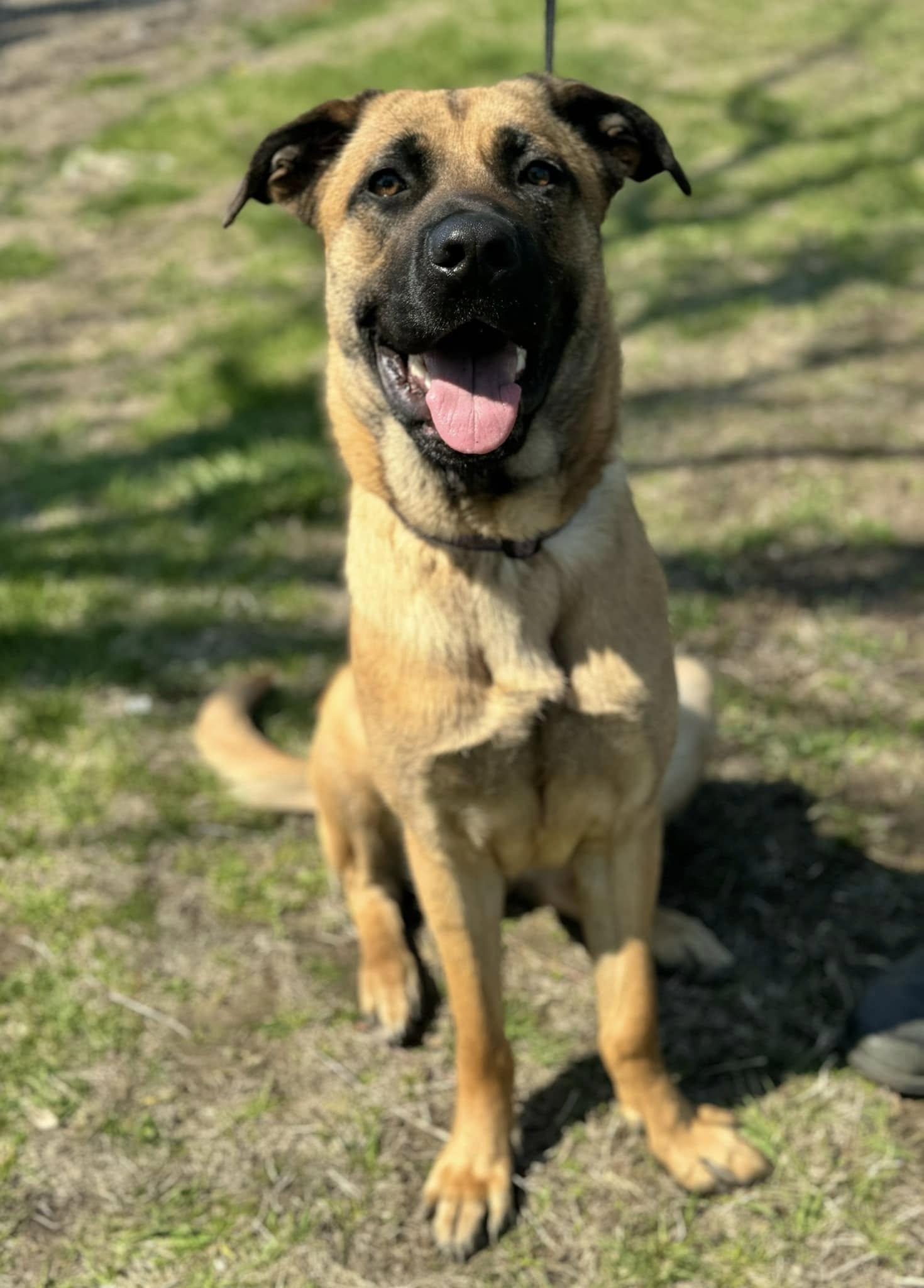 Enlarge Kiara, a Adopted Shepherd in Stamford, CT image 3/3