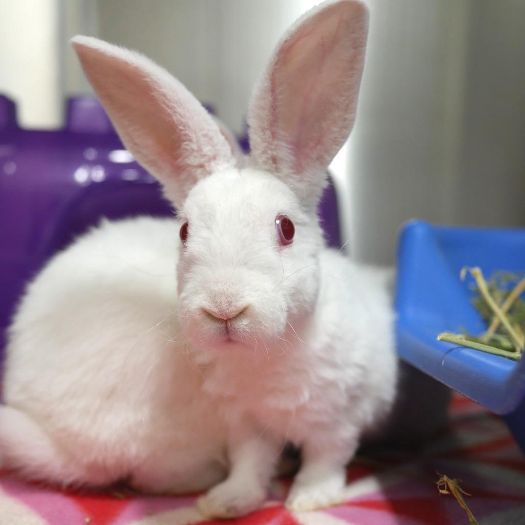 Enlarge Toki, a Adoptable mixed breed in San Diego, CA image 1/6