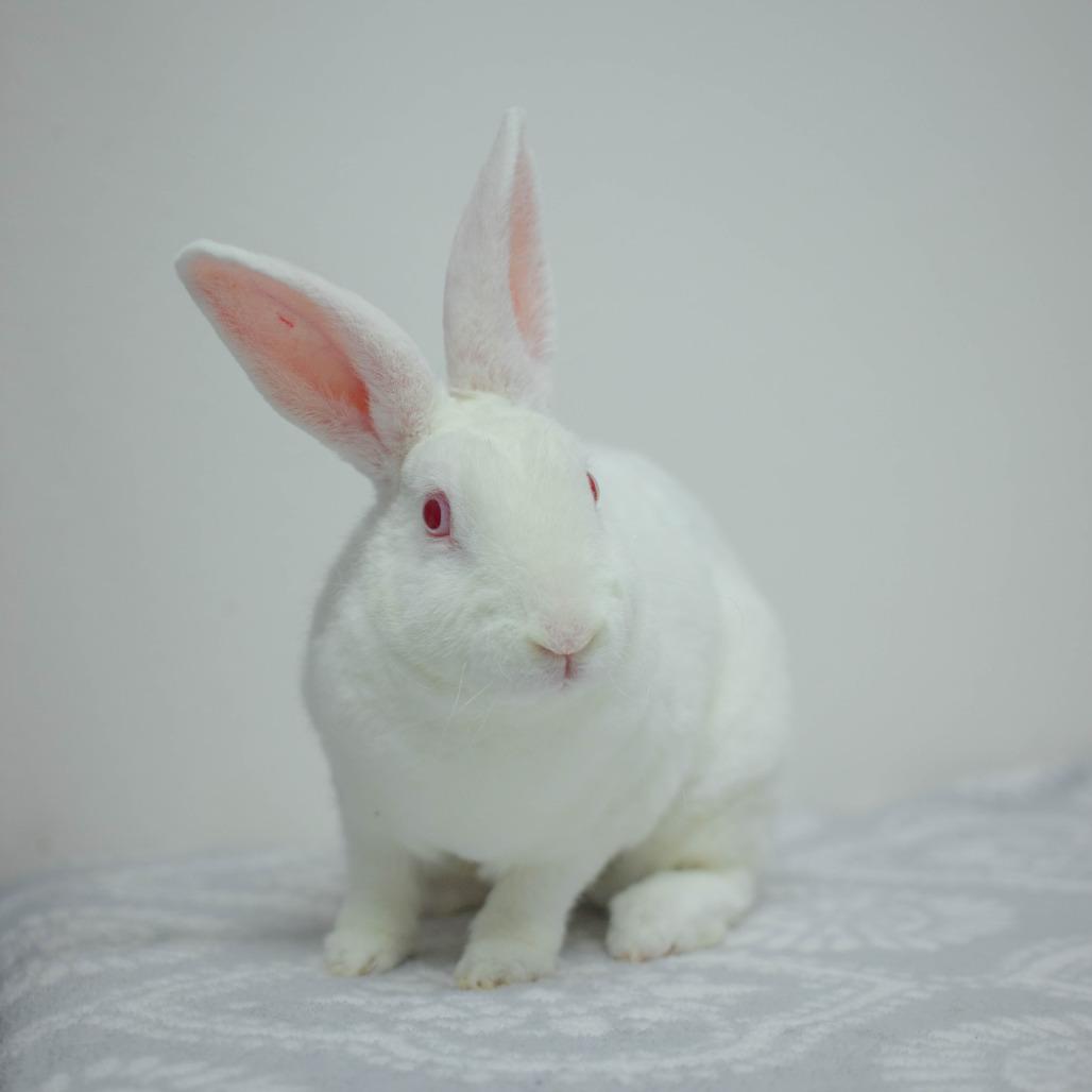 Enlarge Toki, a Adoptable mixed breed in San Diego, CA image 2/6