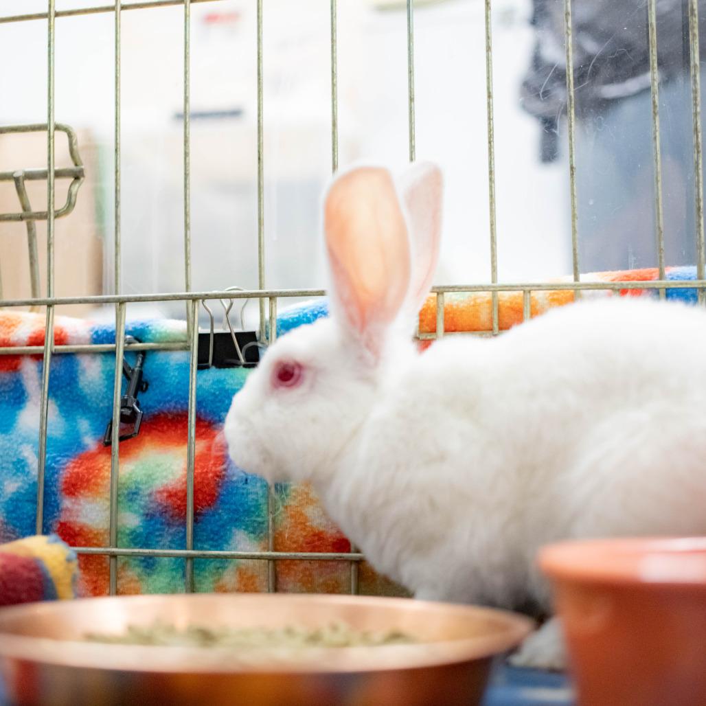 Enlarge Toki, a Adoptable mixed breed in San Diego, CA image 3/6