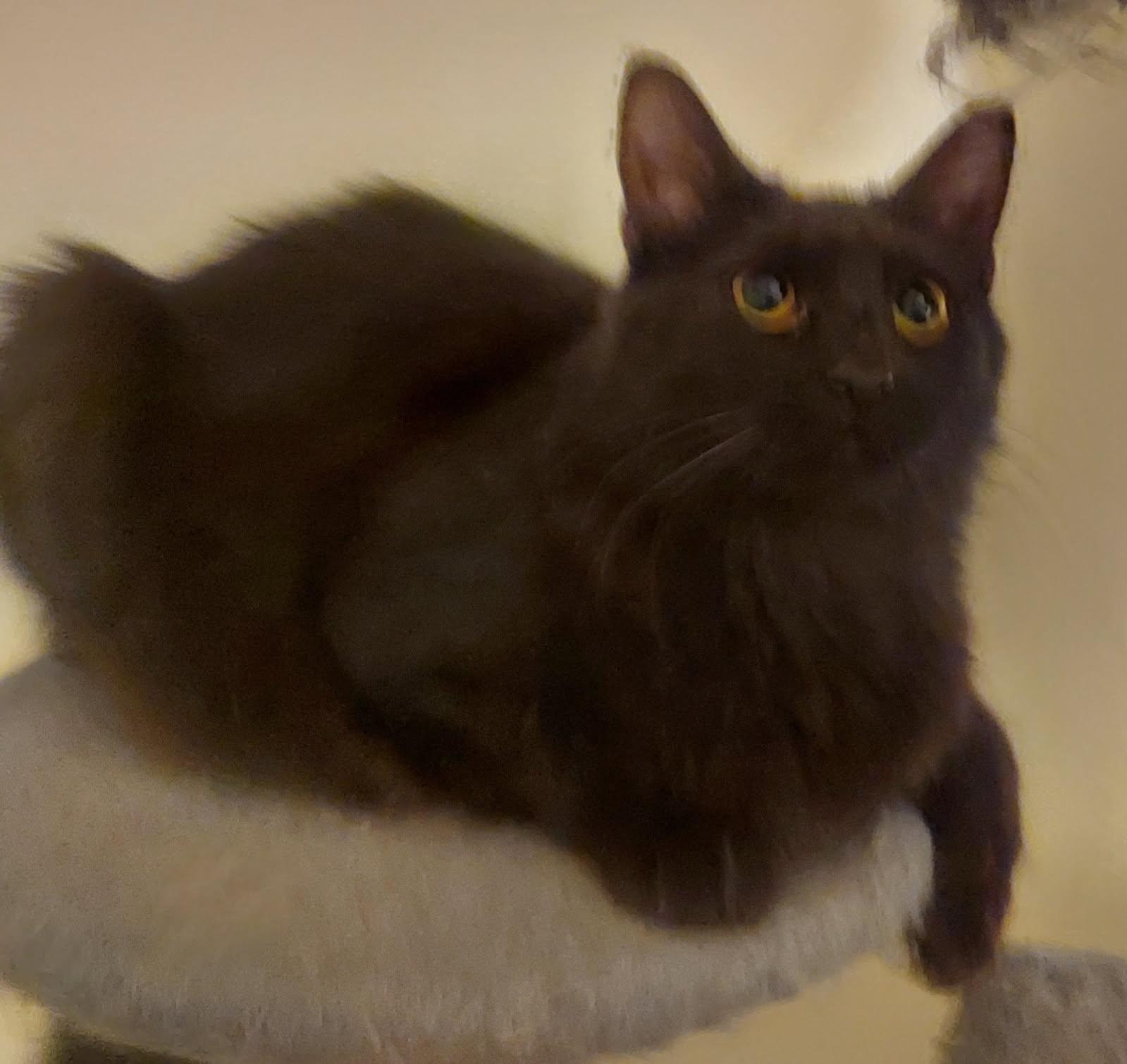 Felicia photo 3