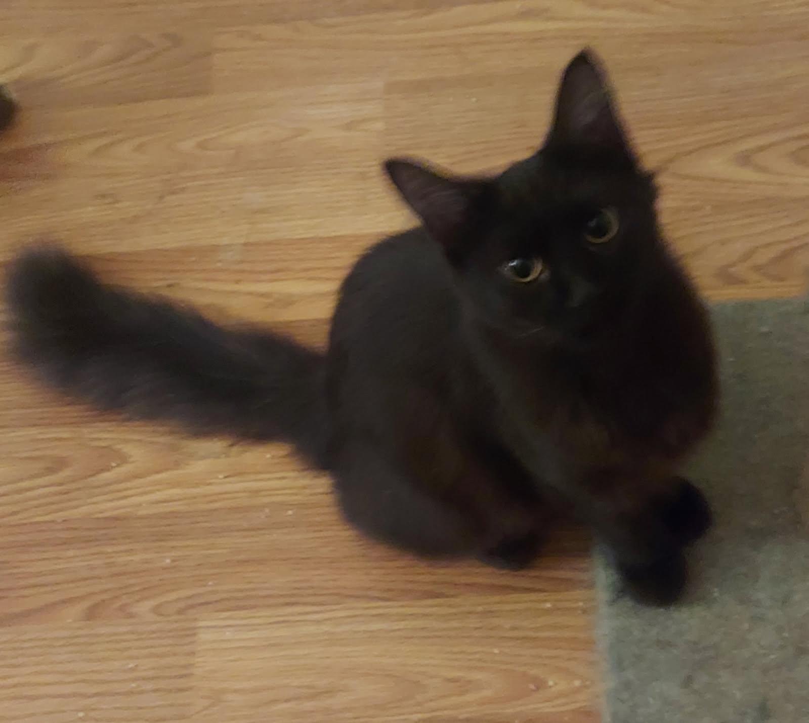 Felicia, Young Female Domestic Medium Hair