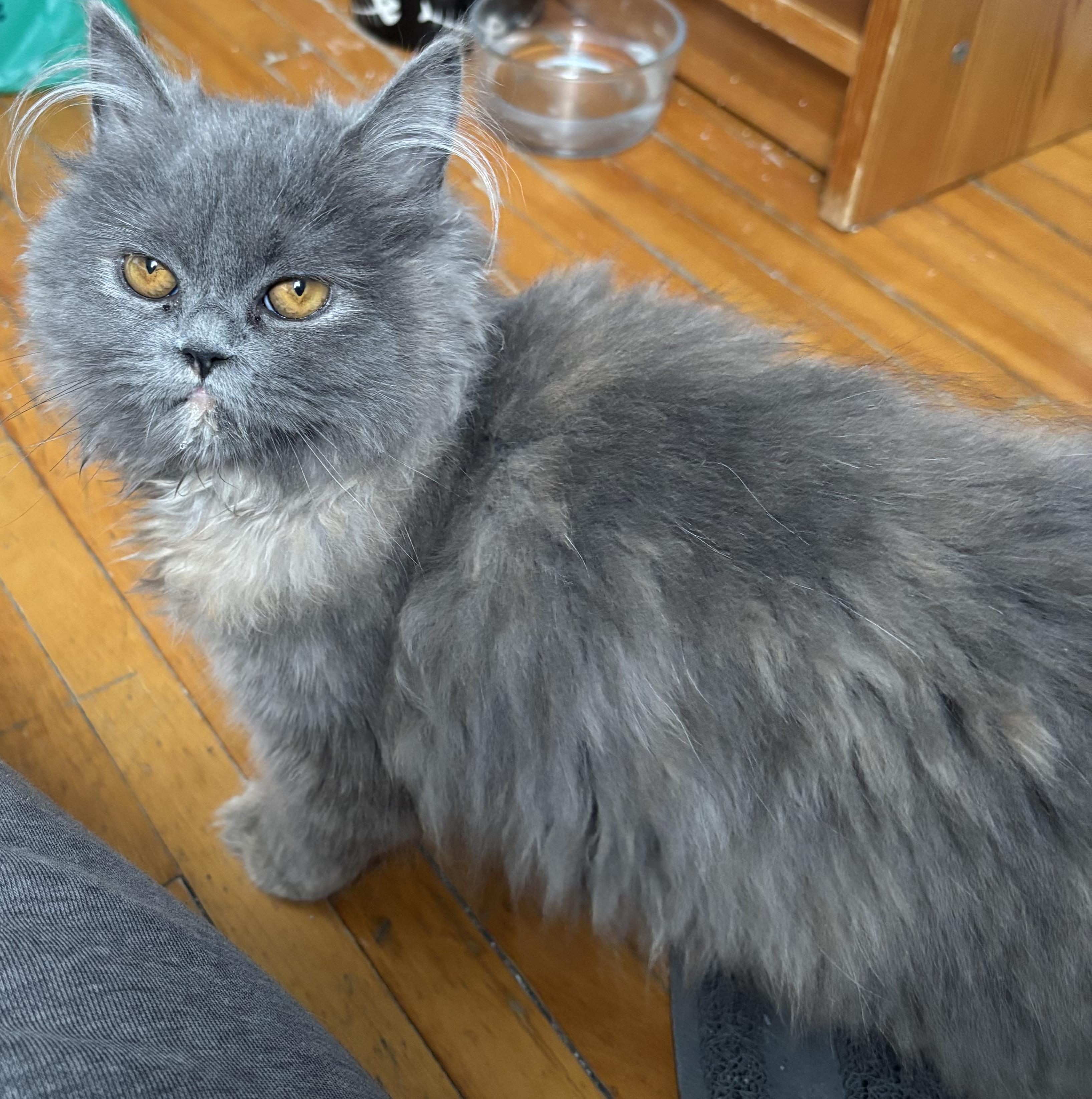 Misty, a Adoptable mixed breed in Kirkland, QC image 1/5