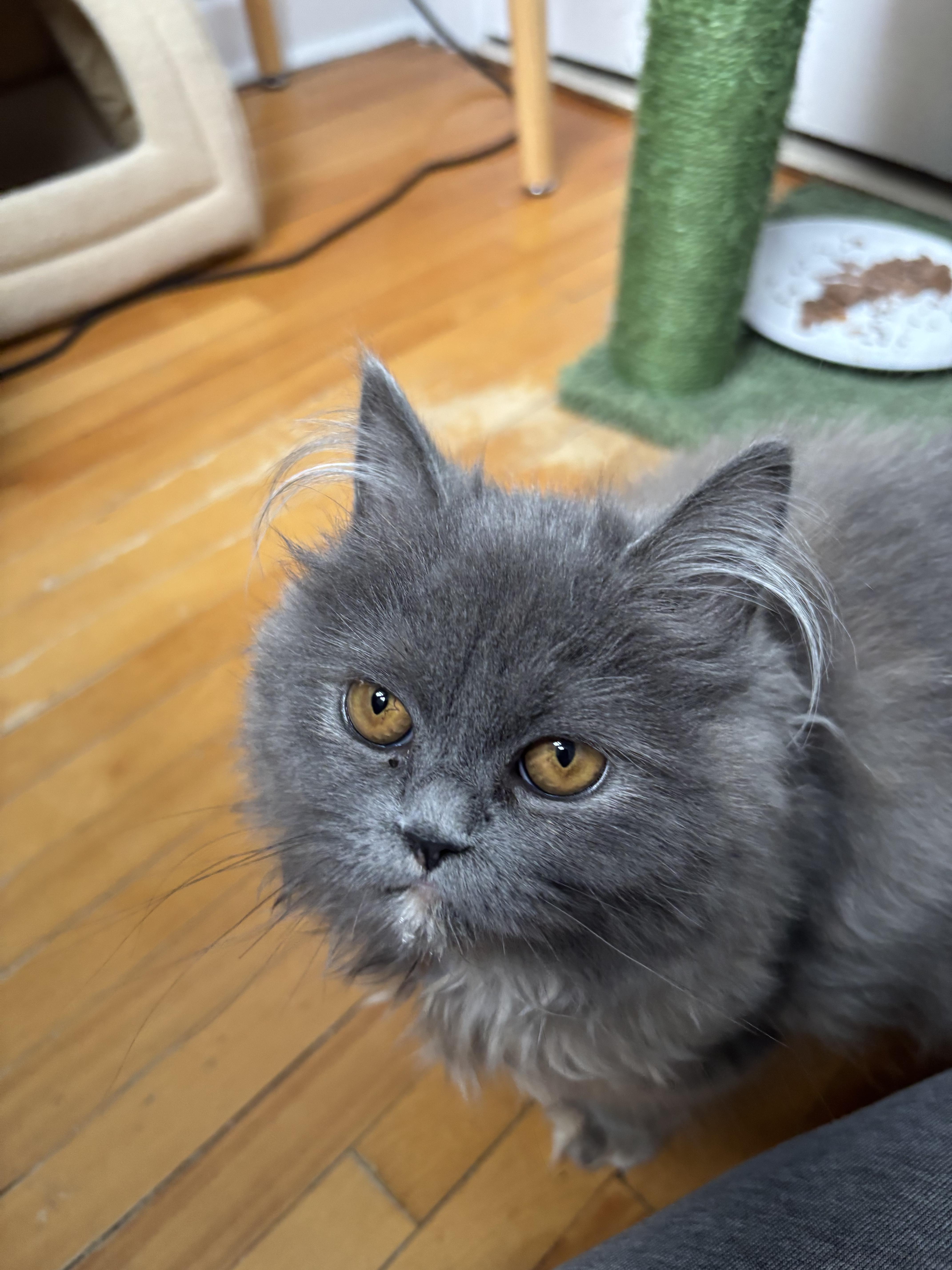 Misty, Adoptable, Kitten Female Persian & Domestic Long Hair.