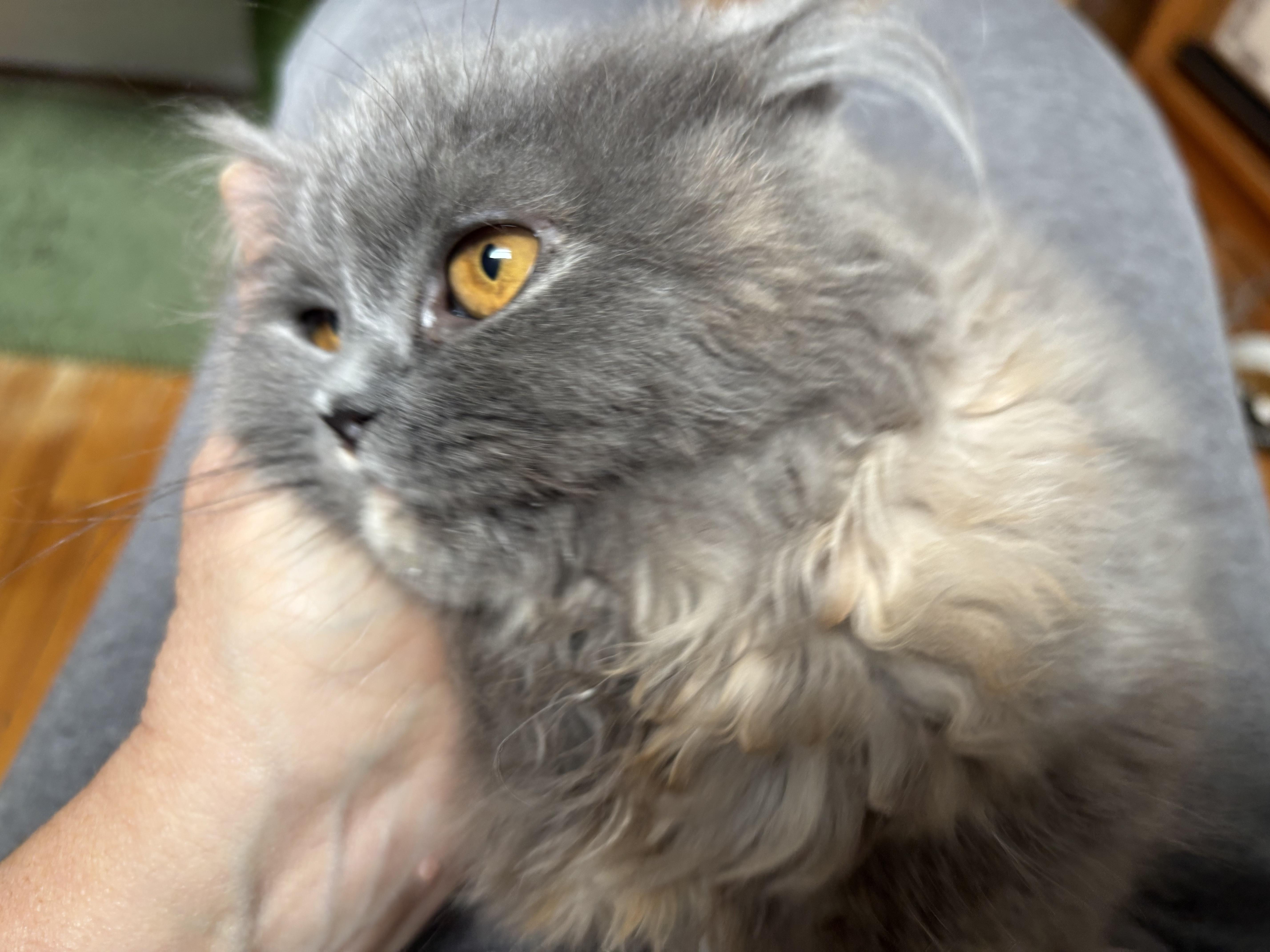 Misty, a Adoptable mixed breed in Kirkland, QC image 4/5