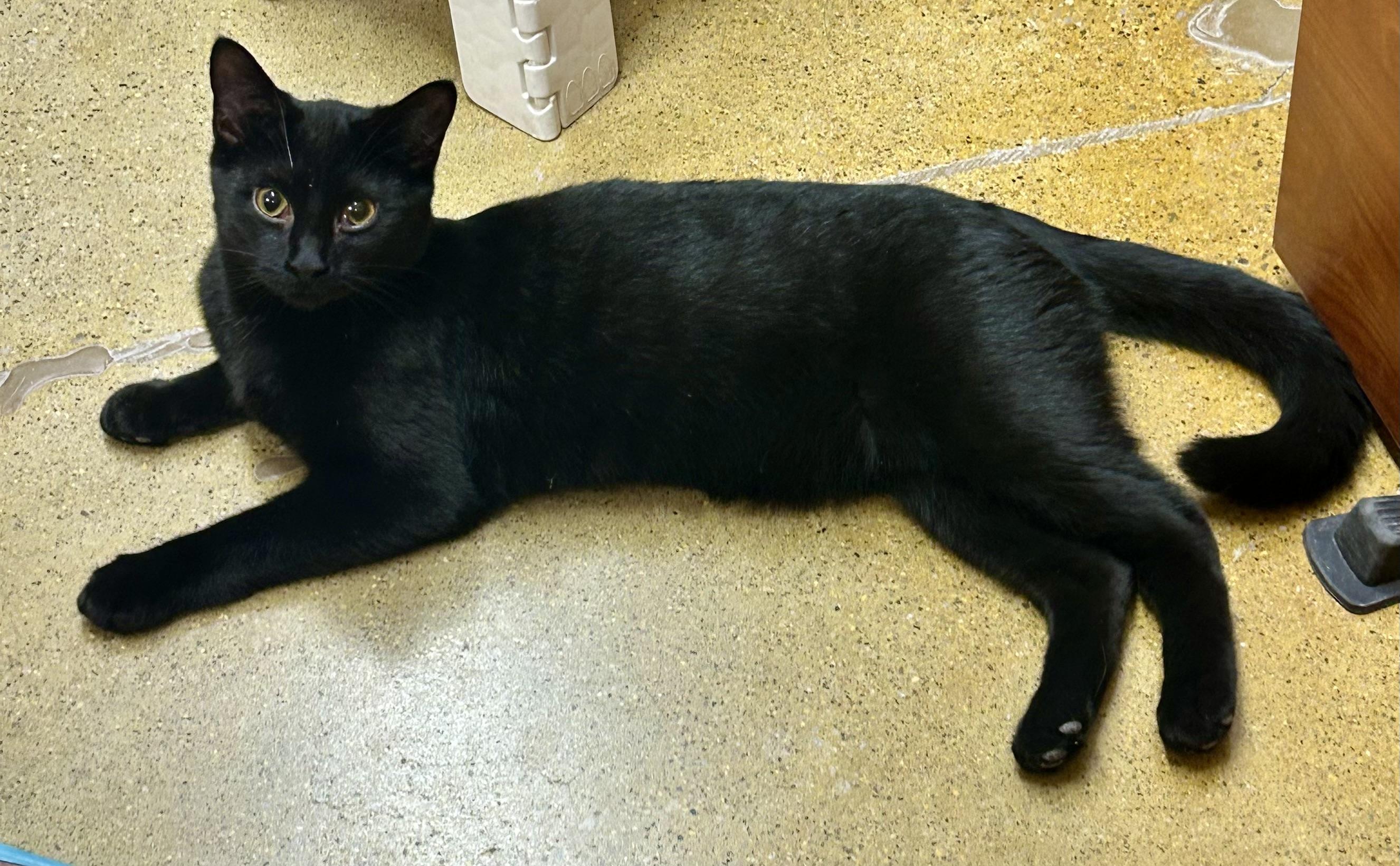 Enlarge Silas, a Adoptable Domestic Short Hair in Vernon Hills, IL image 1/3