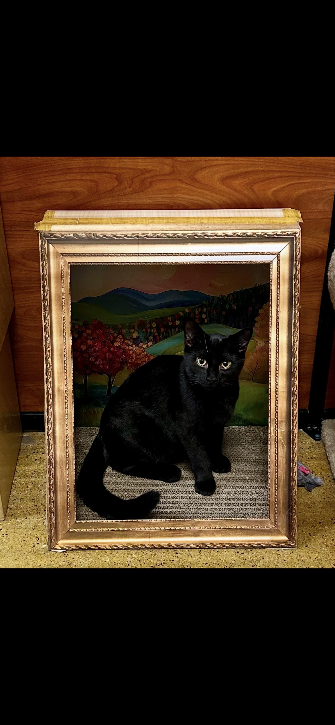 Enlarge Silas, a Adoptable Domestic Short Hair in Vernon Hills, IL image 2/3