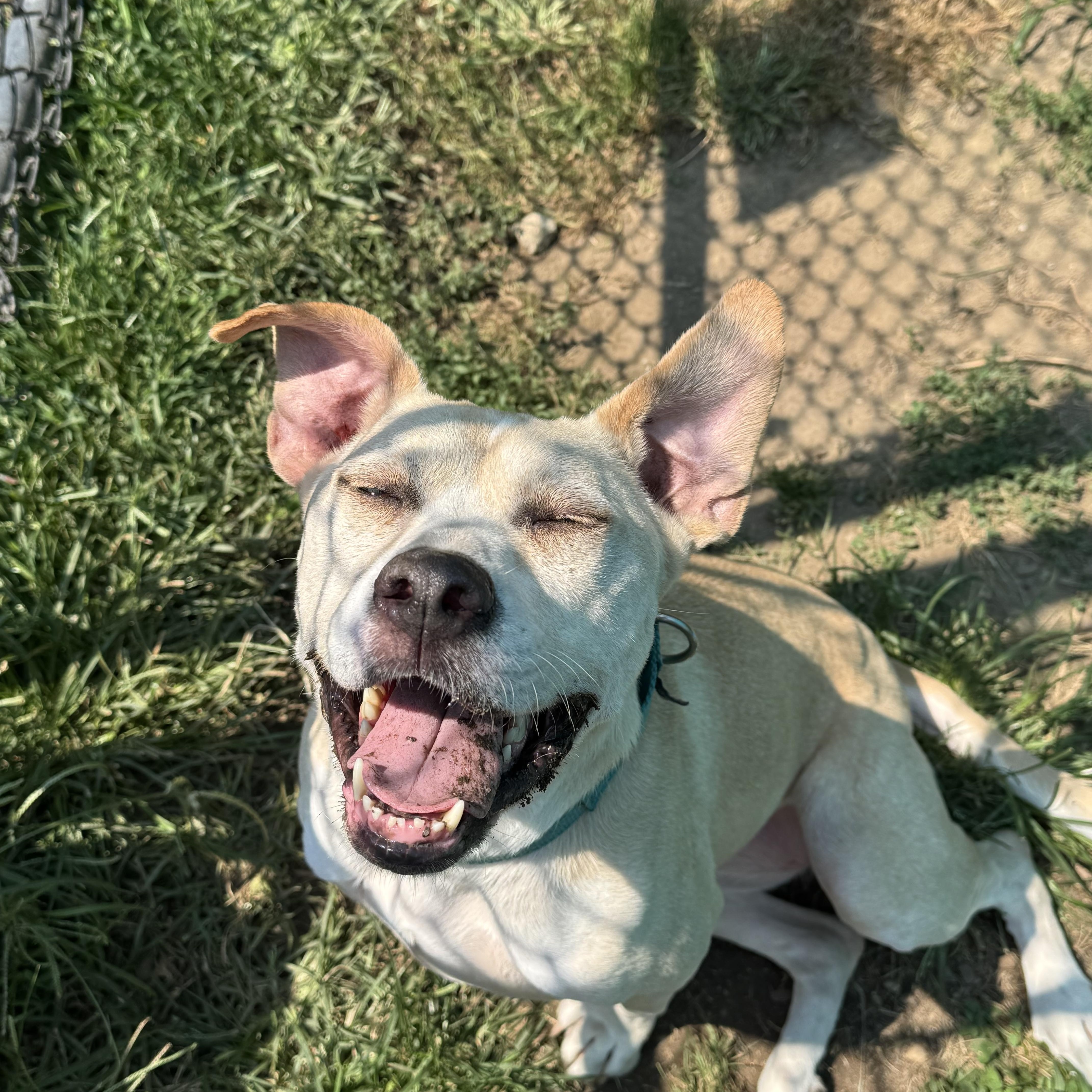 Enlarge Honey, a Adoptable mixed breed in Southold, NY image 2/2