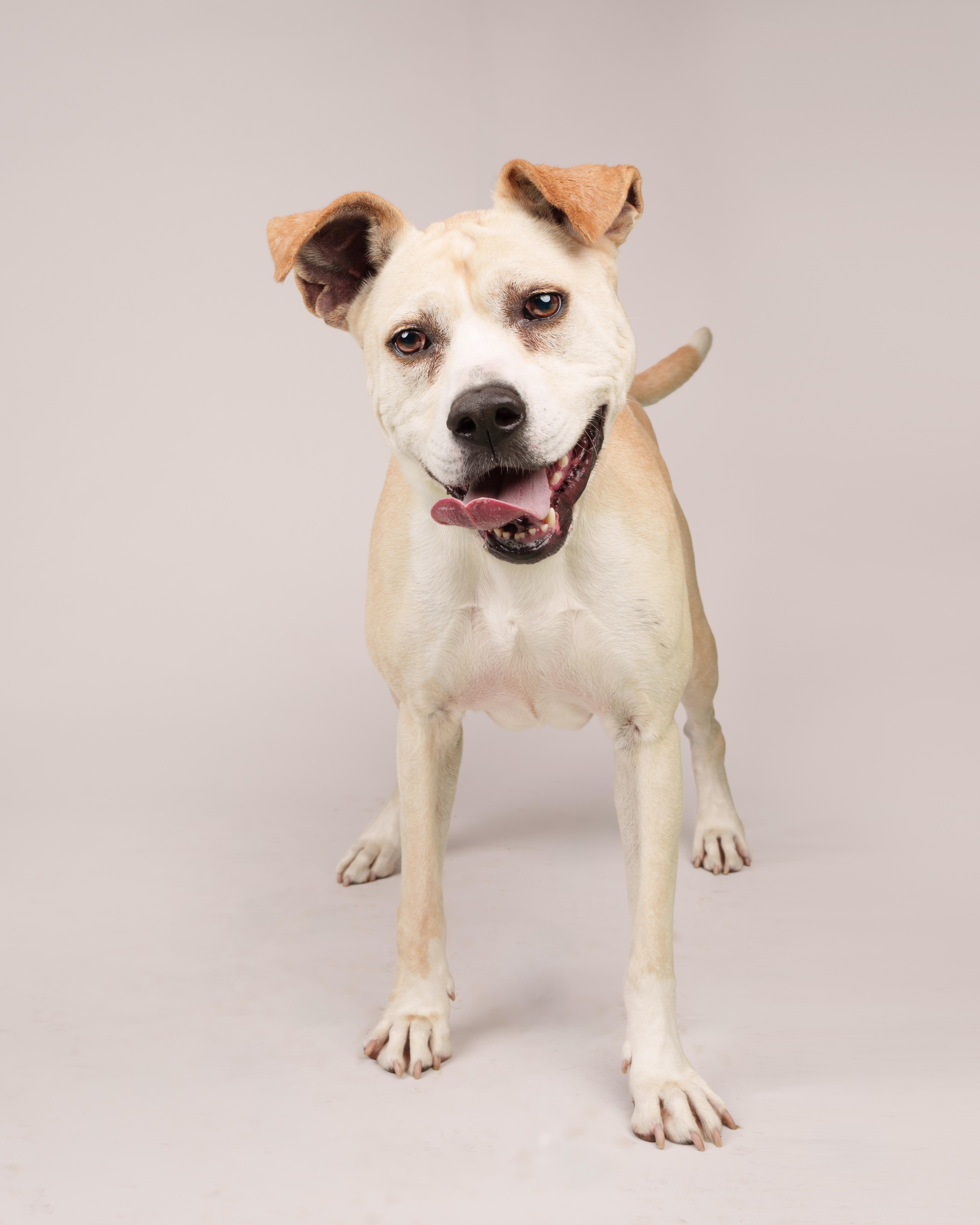 Enlarge Honey, a Adoptable mixed breed in Southold, NY image 1/2