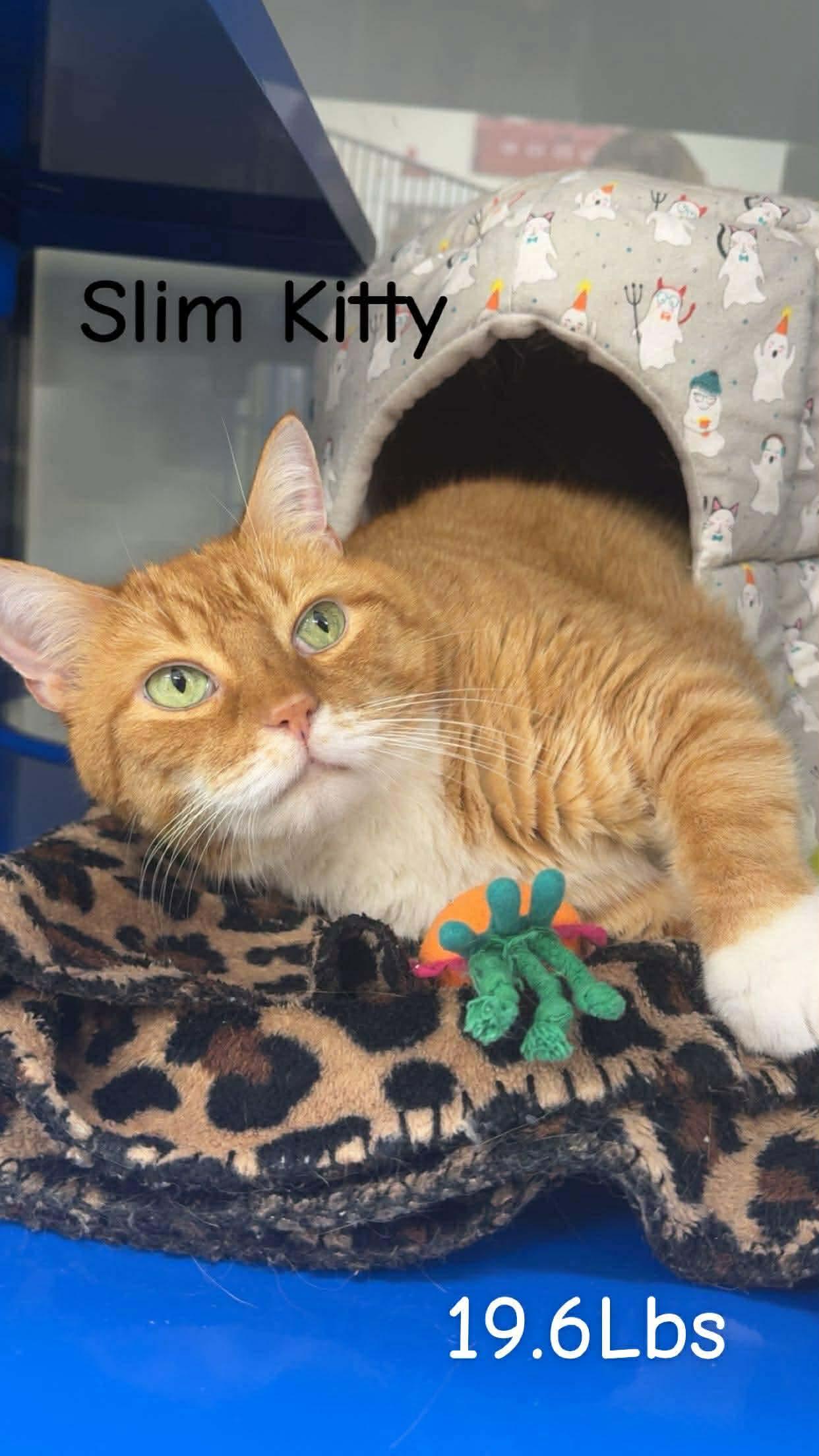 Enlarge Anna & Slim , an adopted Domestic Medium Hair in Cherryfield, ME image 2/2