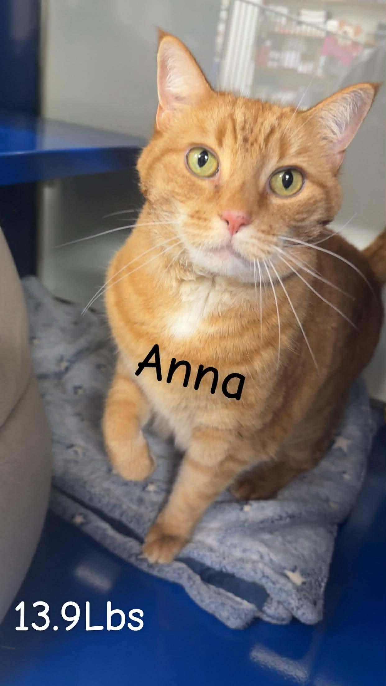 Anna & Slim , adopted, Senior Male Domestic Medium Hair.