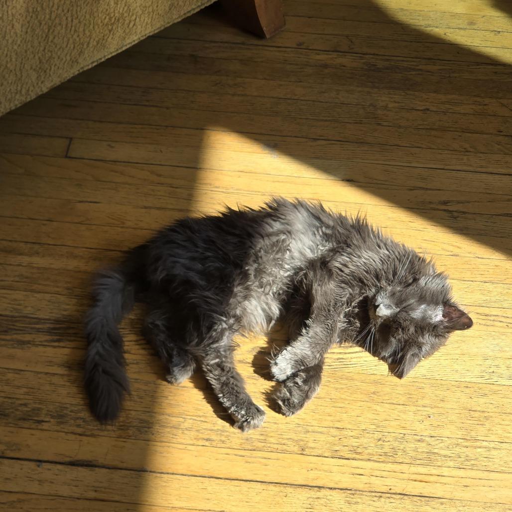 Enlarge Peabody Smalls, a Adoptable Domestic Medium Hair in Oak Park, IL image 1/6