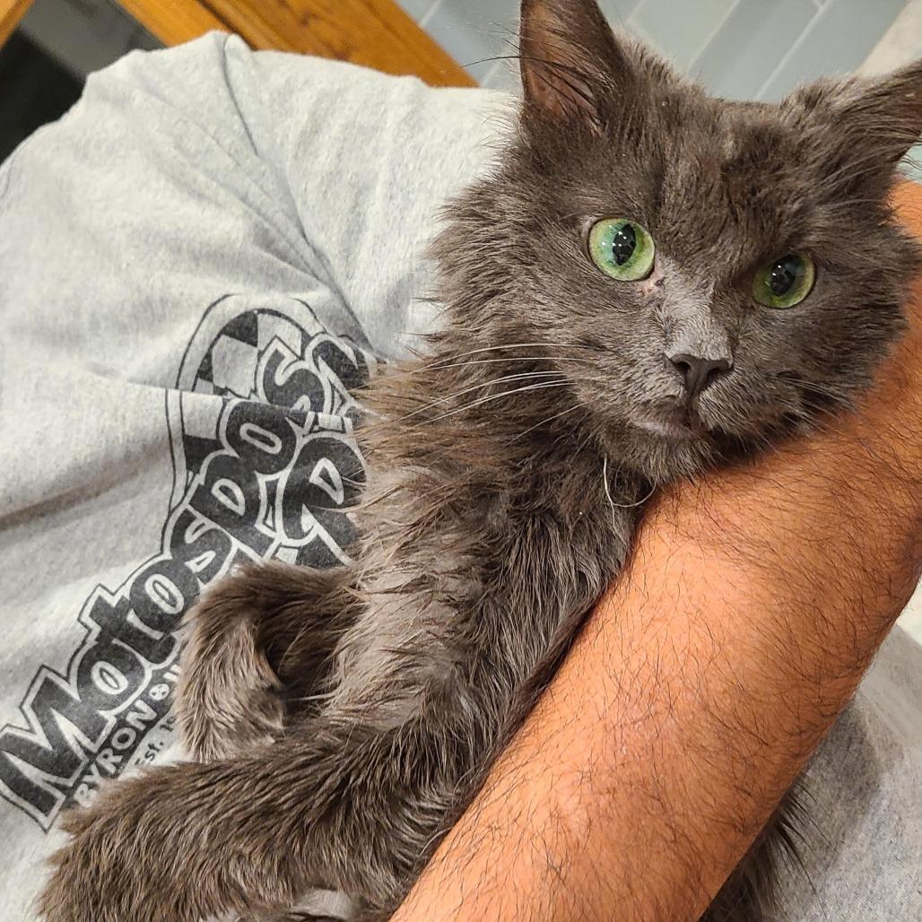 Enlarge Peabody Smalls, a Adoptable Domestic Medium Hair in Oak Park, IL image 2/6