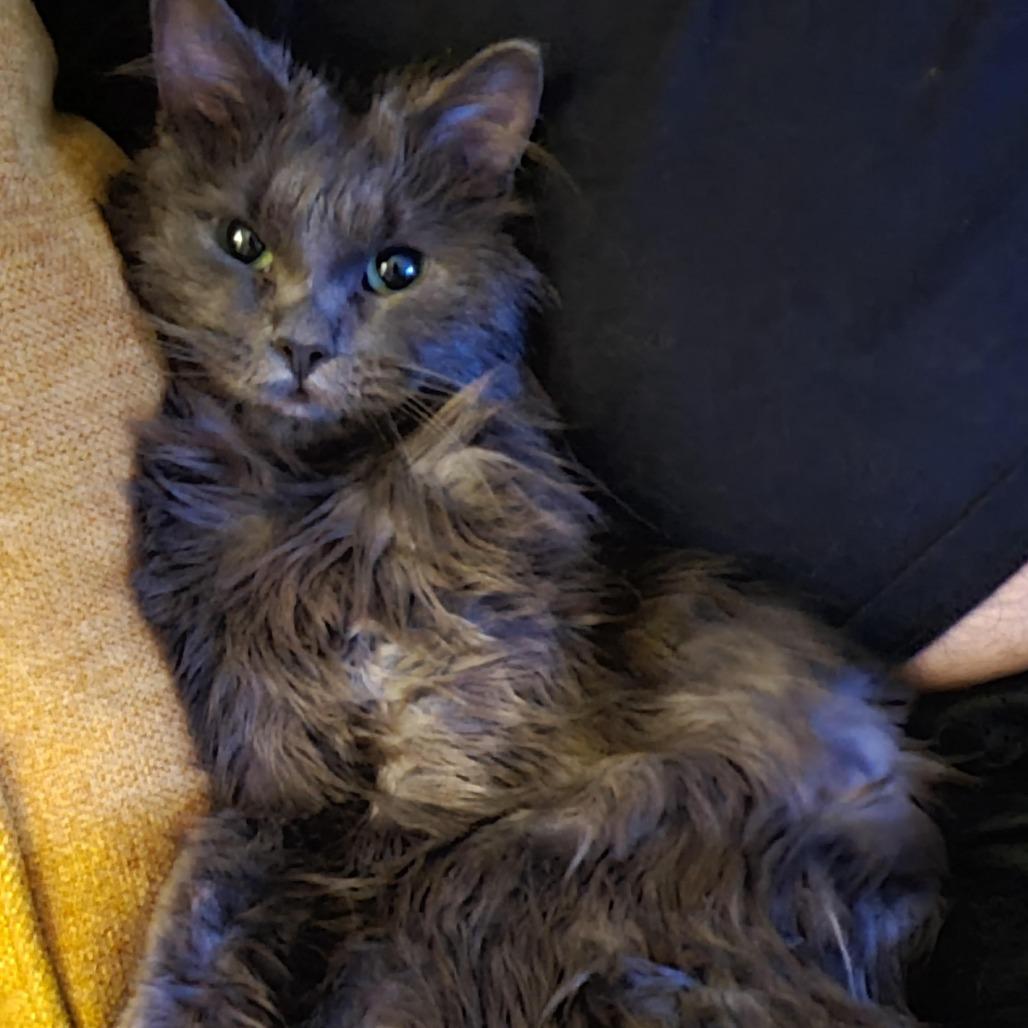 Enlarge Peabody Smalls, a Adoptable Domestic Medium Hair in Oak Park, IL image 4/6