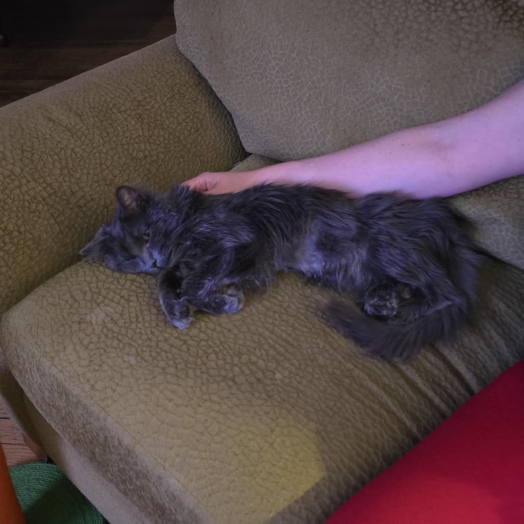 Enlarge Peabody Smalls, a Adoptable Domestic Medium Hair in Oak Park, IL image 5/6