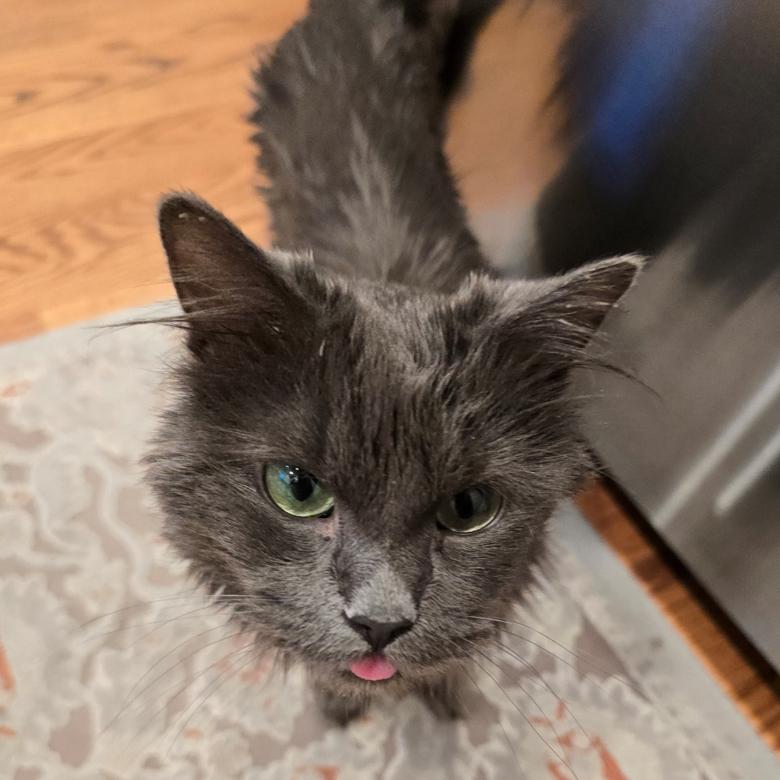 Enlarge Peabody Smalls, a Adoptable Domestic Medium Hair in Oak Park, IL image 6/6