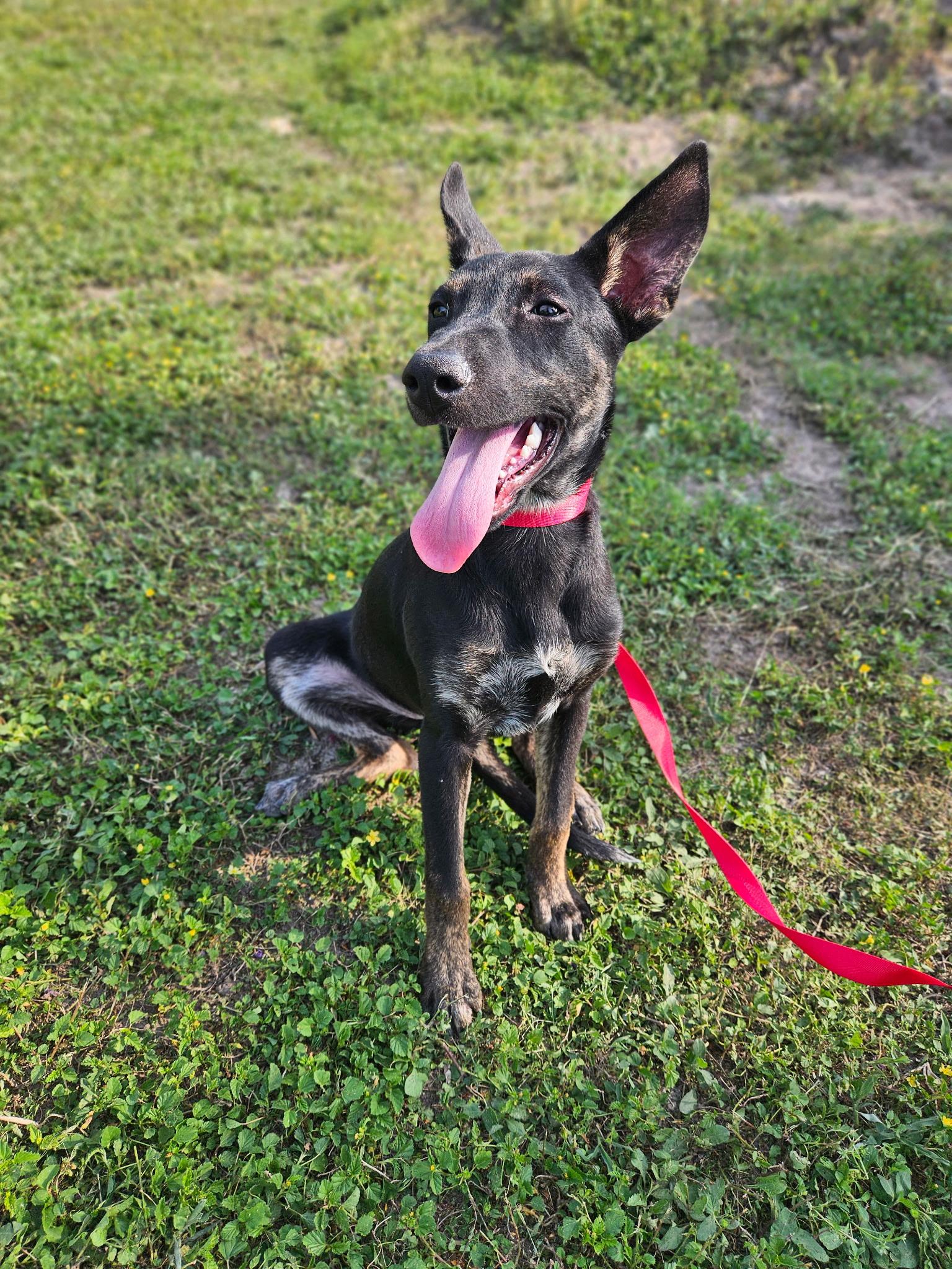 Anna, an adoptable Dutch Shepherd in Eau Claire, WI, 54703 | Photo Image 2