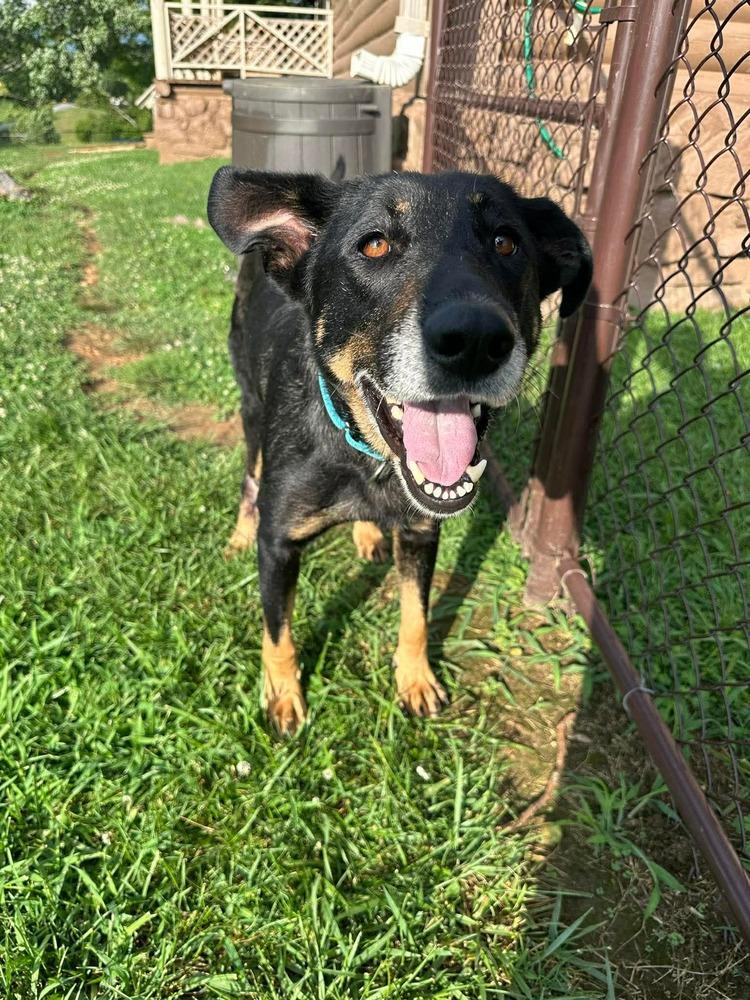 Pinky, Adoptable, Adult Female Shepherd.