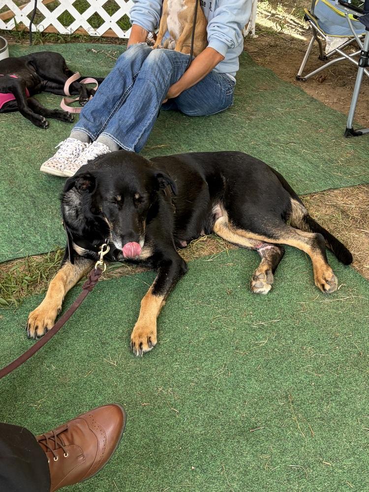 Enlarge Pinky, a Adoptable mixed breed in Middletown, CT image 5/6