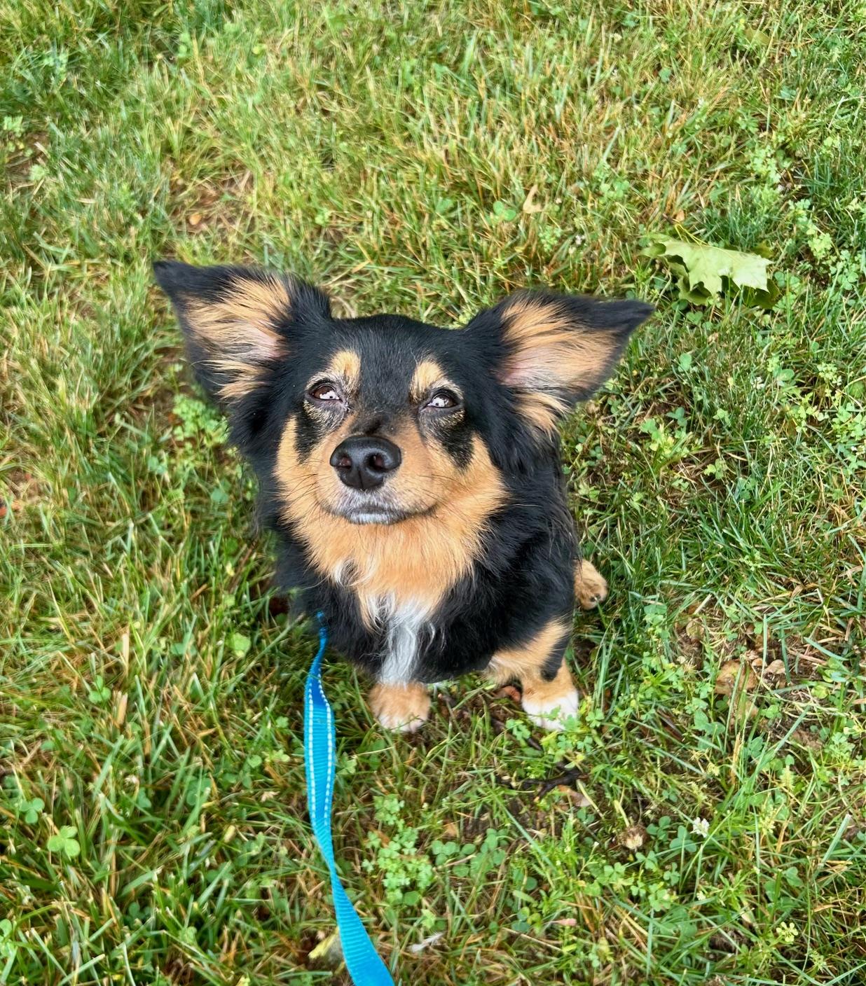 COURTESY POST FOR WASA Maxie, a ADOPTABLE mixed breed in Westport, CT image 3/4