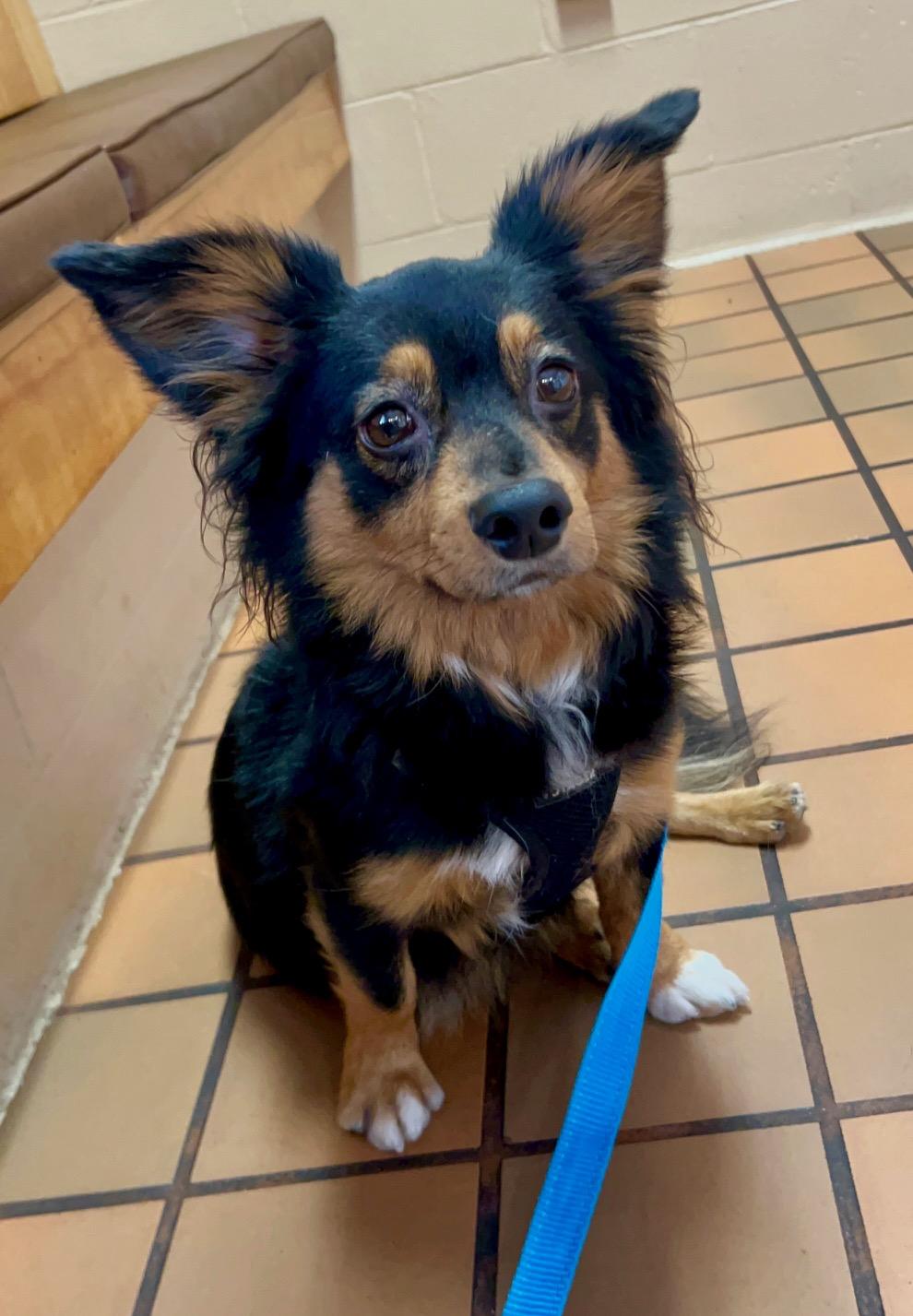 COURTESY POST FOR WASA Maxie, a ADOPTABLE mixed breed in Westport, CT image 1/4