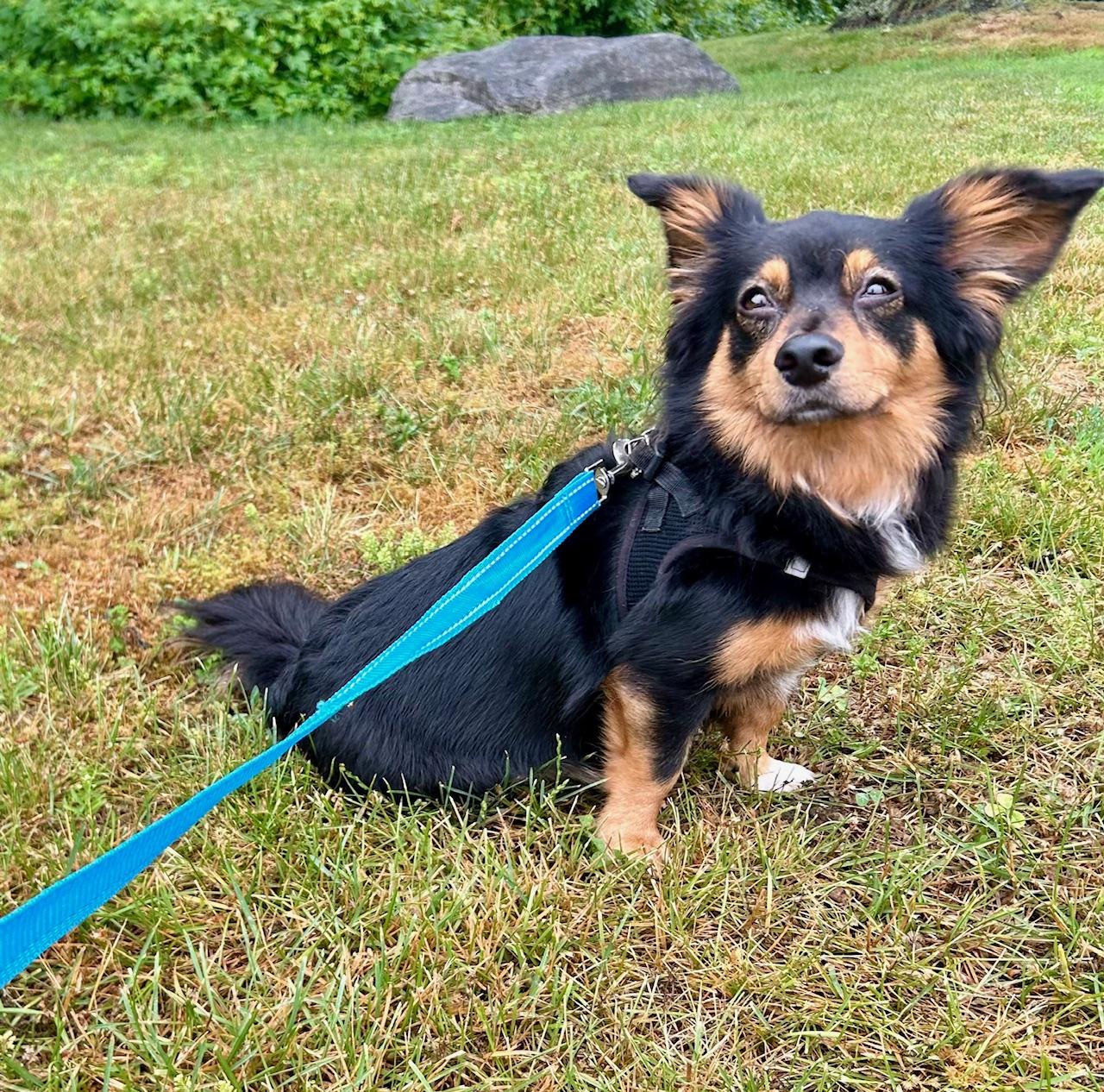 COURTESY POST FOR WASA Maxie, a ADOPTABLE mixed breed in Westport, CT image 4/4