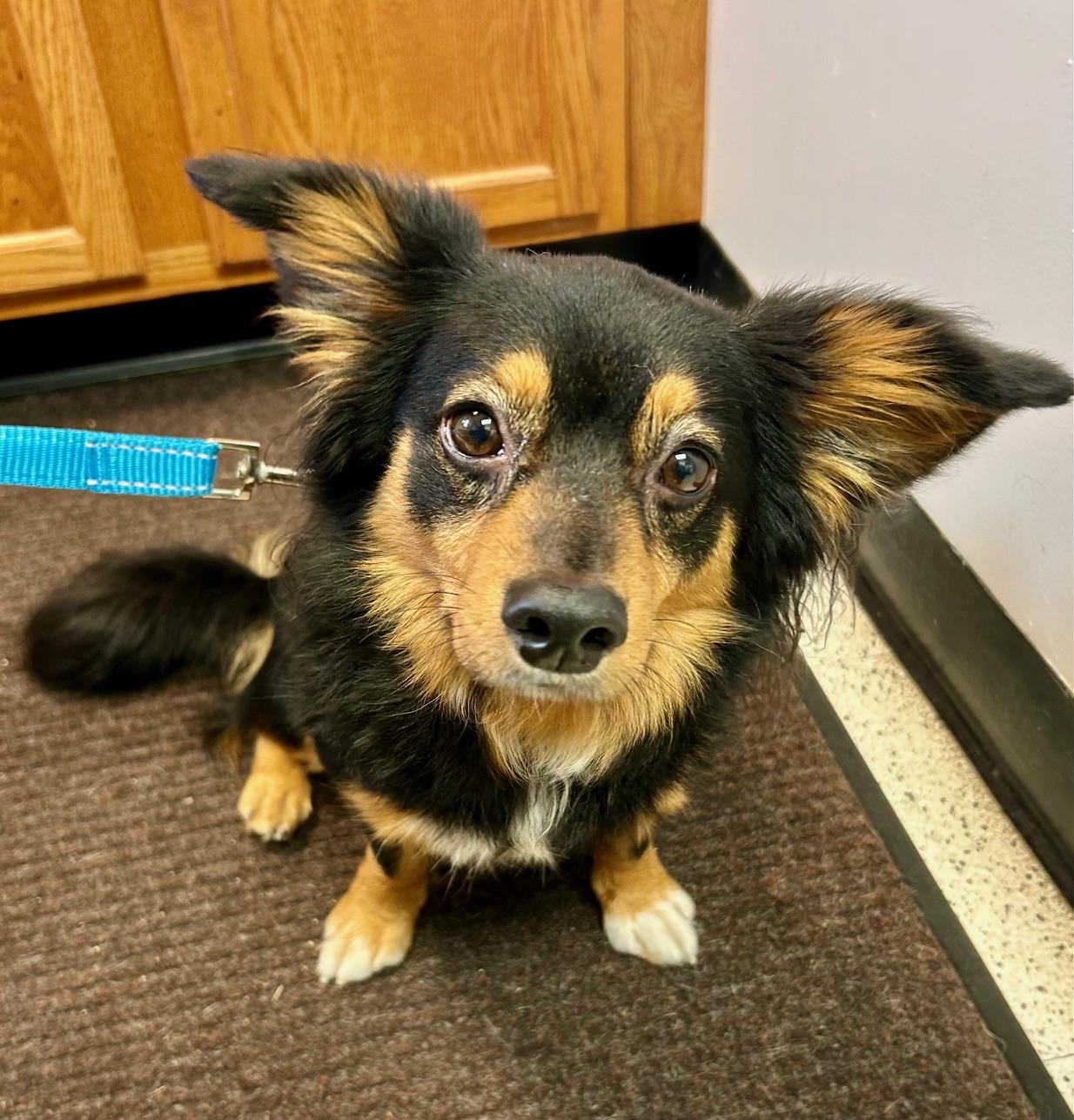 COURTESY POST FOR WASA Maxie, a ADOPTABLE mixed breed in Westport, CT image 2/4