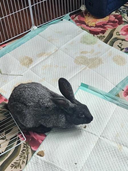 Hop -- Bonded Buddy With Hippety photo