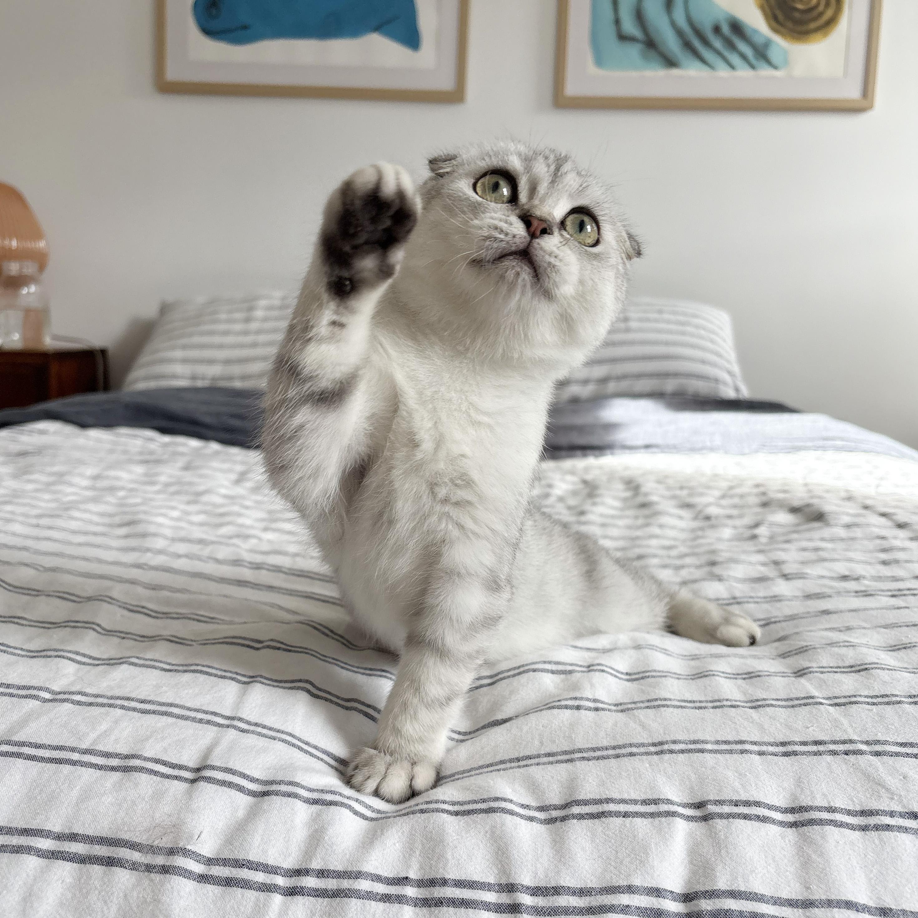 Enlarge Deimos, a Adopted Scottish Fold in BROOKLYN, NY image 3/6