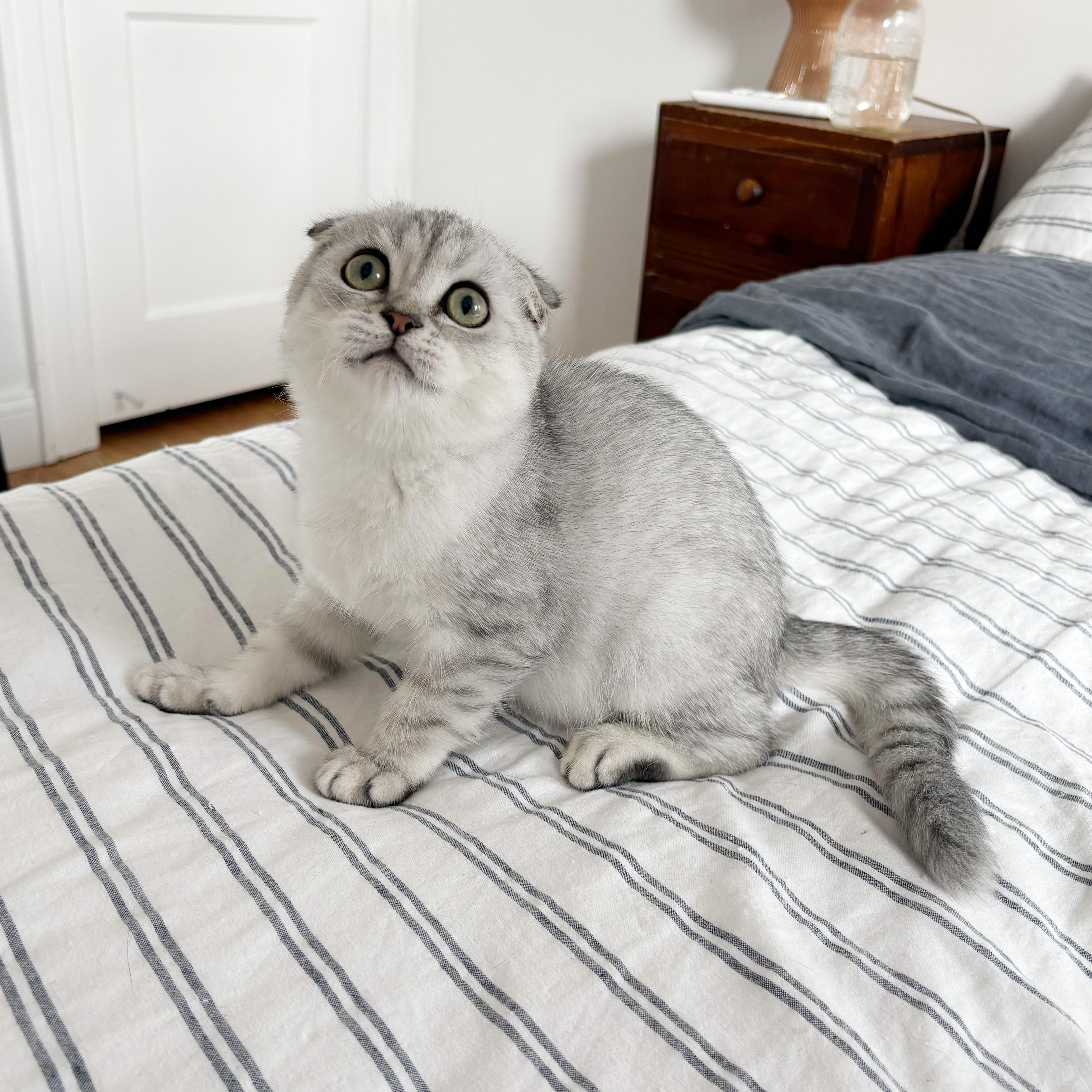 Enlarge Deimos, a Adopted Scottish Fold in BROOKLYN, NY image 5/6