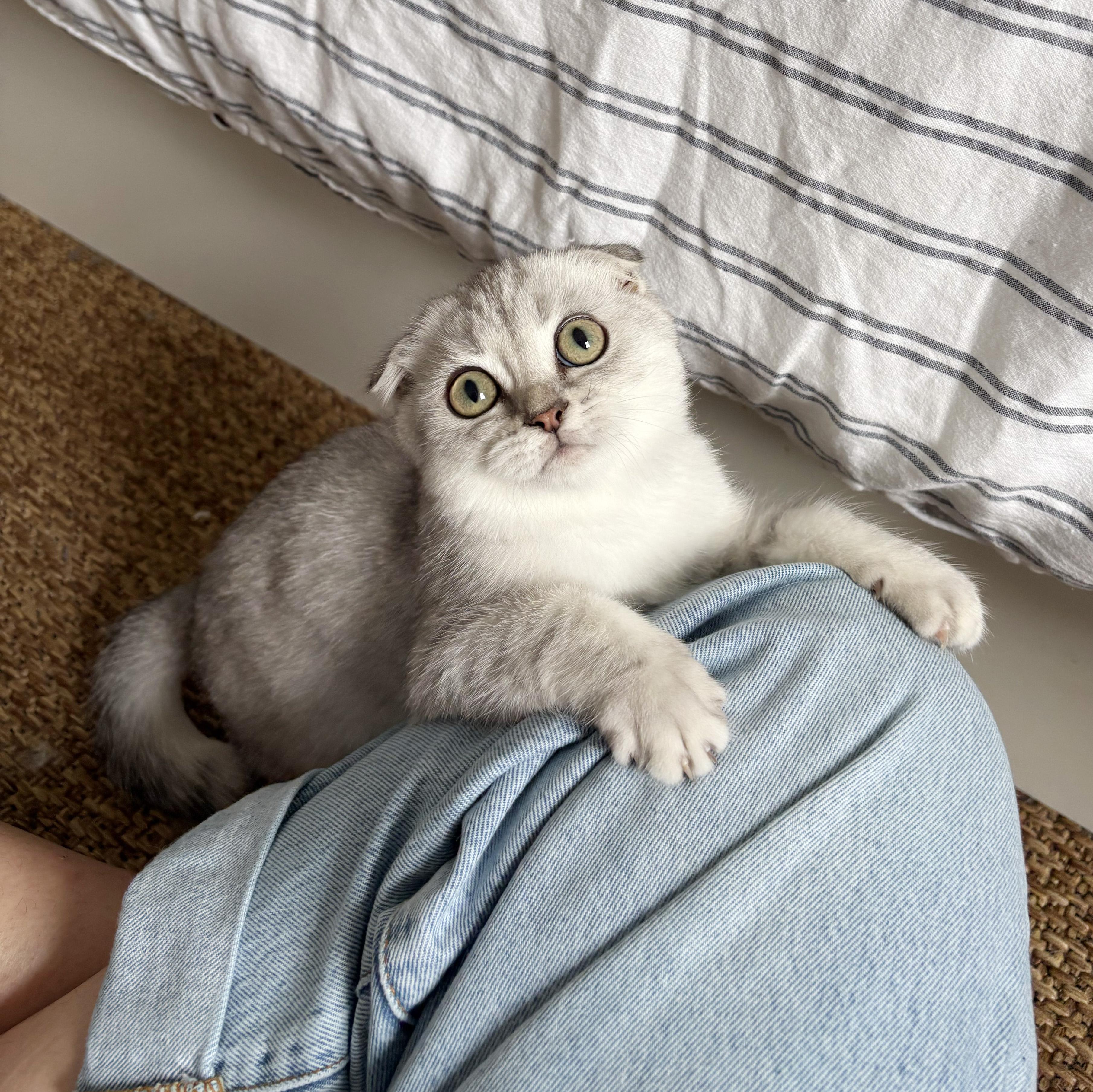 Enlarge Deimos, a Adopted Scottish Fold in BROOKLYN, NY image 2/6