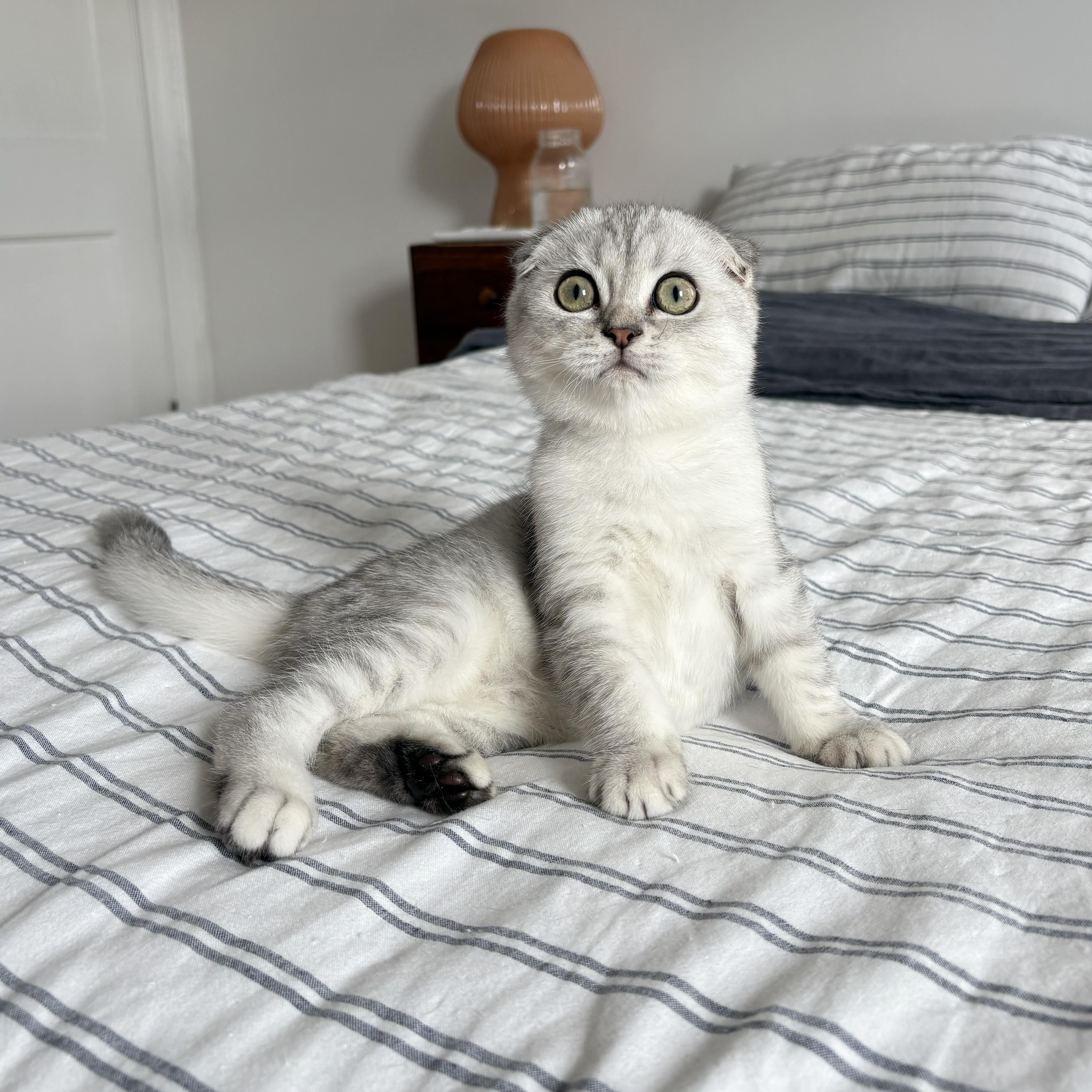 Deimos, Adopted, Kitten Male Scottish Fold.