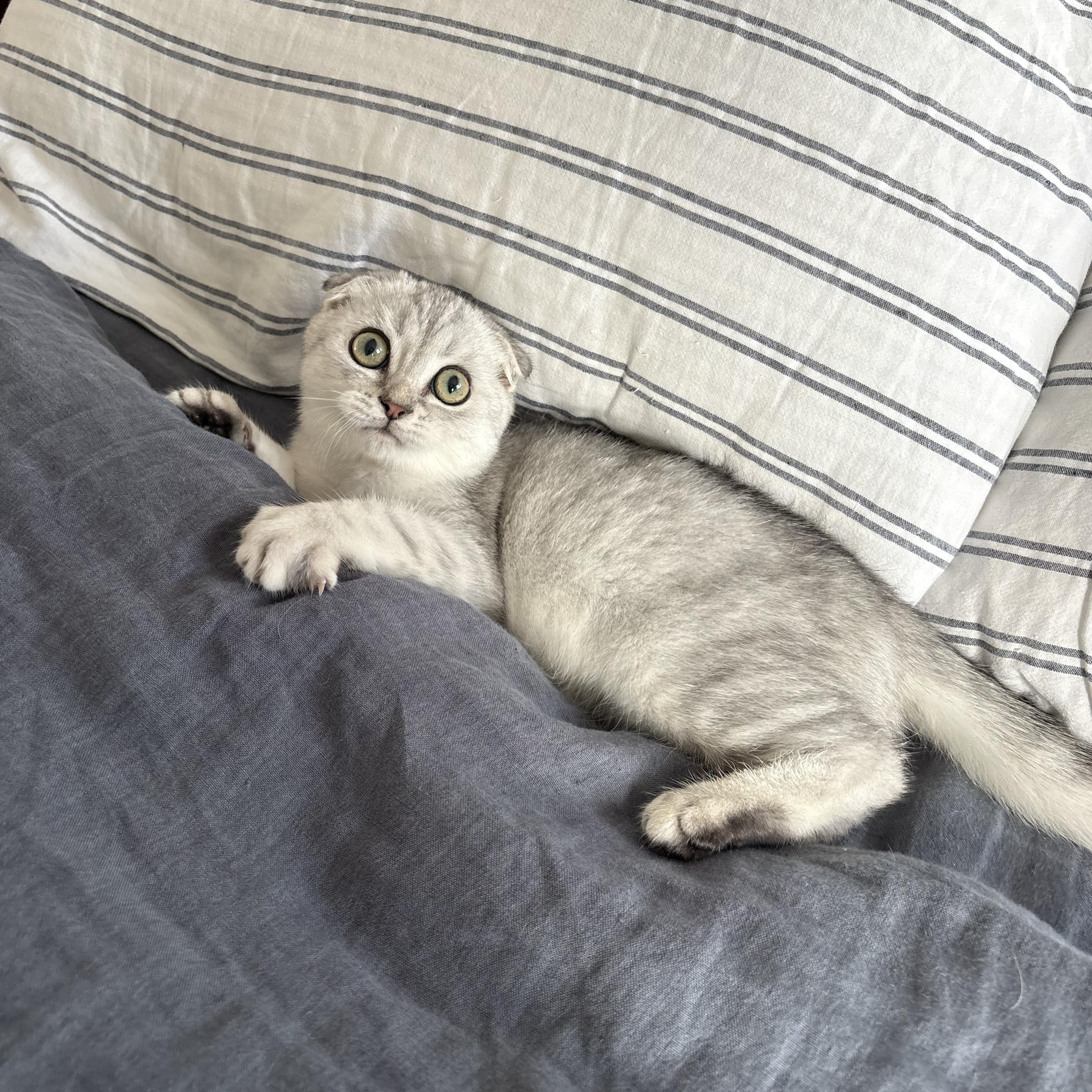 Enlarge Deimos, a Adopted Scottish Fold in BROOKLYN, NY image 6/6