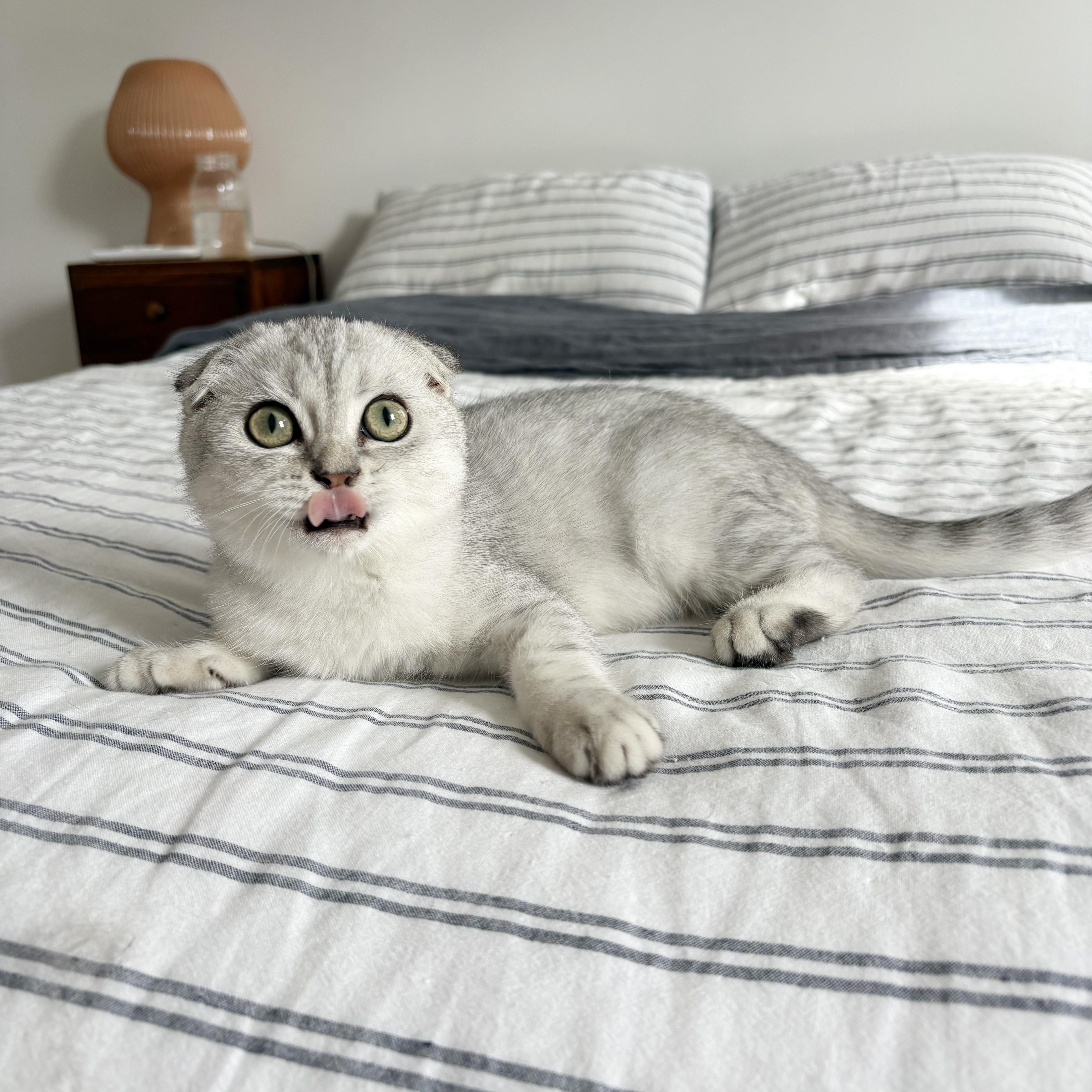 Enlarge Deimos, a Adopted Scottish Fold in BROOKLYN, NY image 4/6