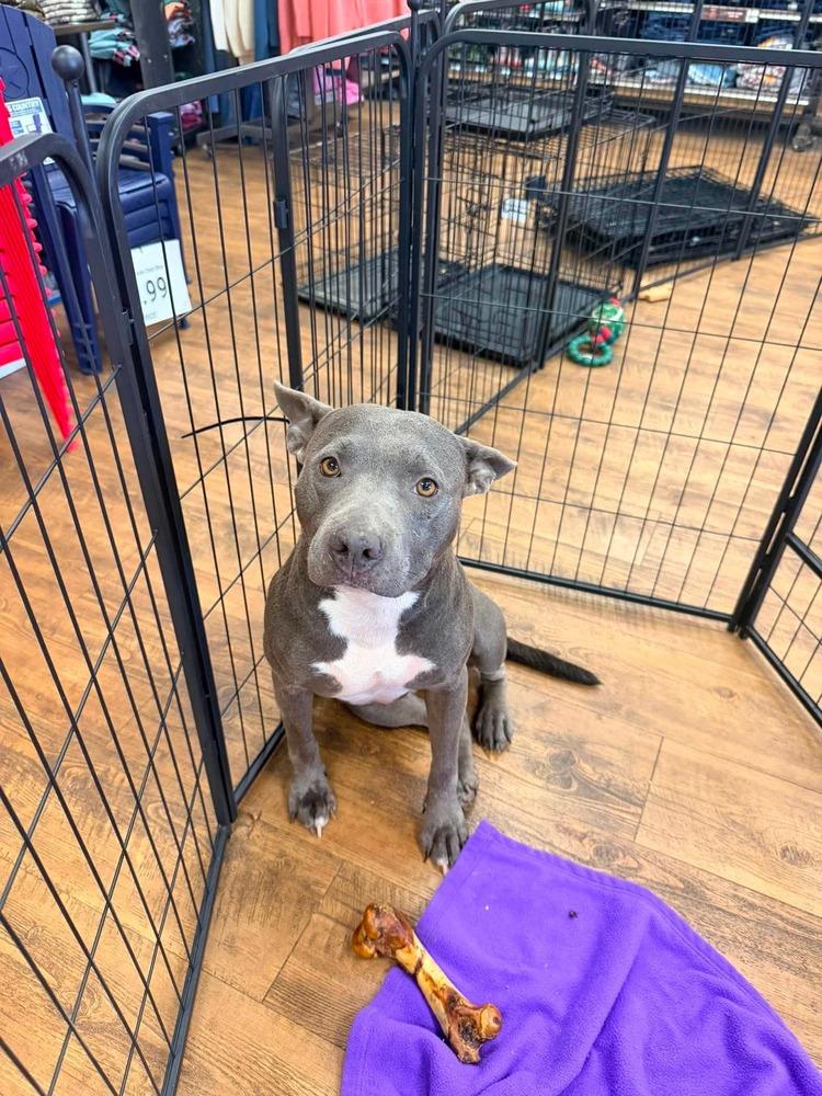 Bluey, Adoptable, Young Female Pit Bull Terrier.