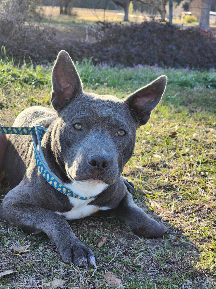 Bluey, Adoptable, Young Female Pit Bull Terrier.