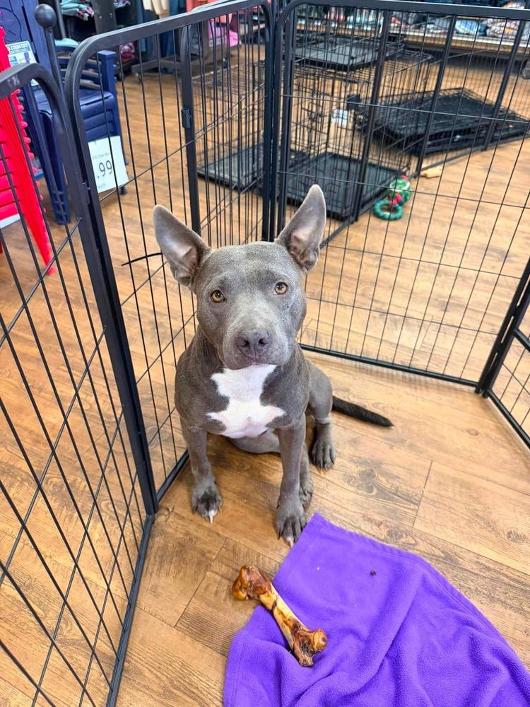 Enlarge Bluey, a Adoptable Pit Bull Terrier in Troy, AL image 3/4