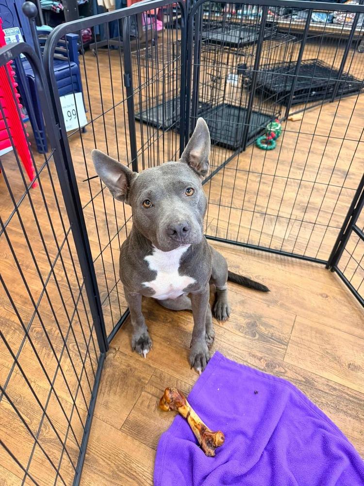 Enlarge Bluey, a Adoptable Pit Bull Terrier in Troy, AL image 4/4