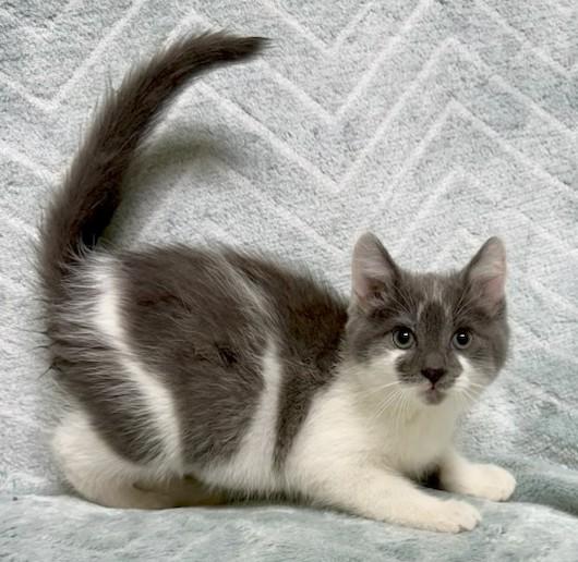 Enlarge Stevie, a ADOPTABLE Domestic Short Hair in Miller Beach, IN image 1/1