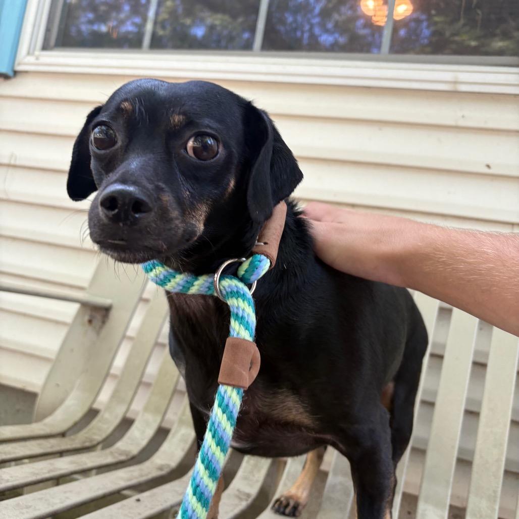 Luna (Foster), a Adoptable mixed breed in Belleville, IL image 1/3