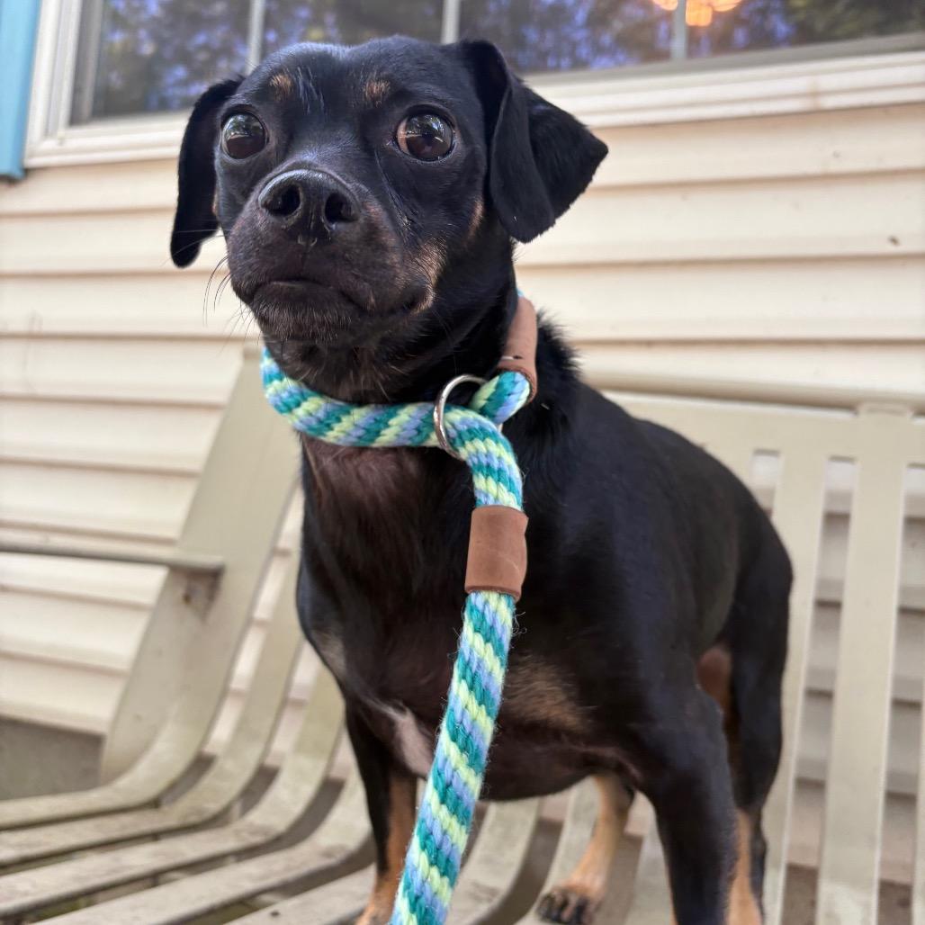 Luna (Foster), a Adoptable mixed breed in Belleville, IL image 2/3