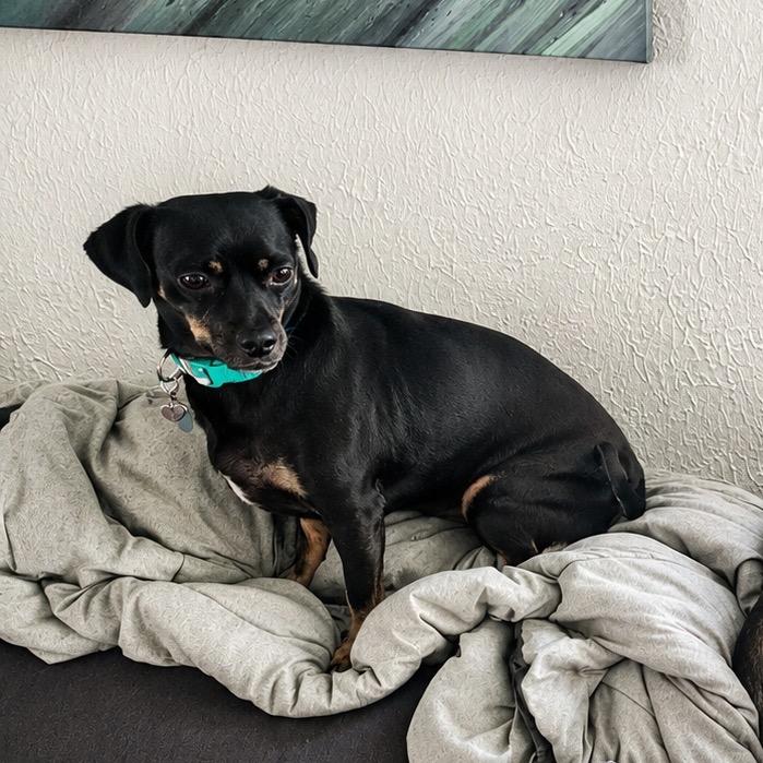 Enlarge Luna (Foster), a Adoptable mixed breed in Belleville, IL image 3/5