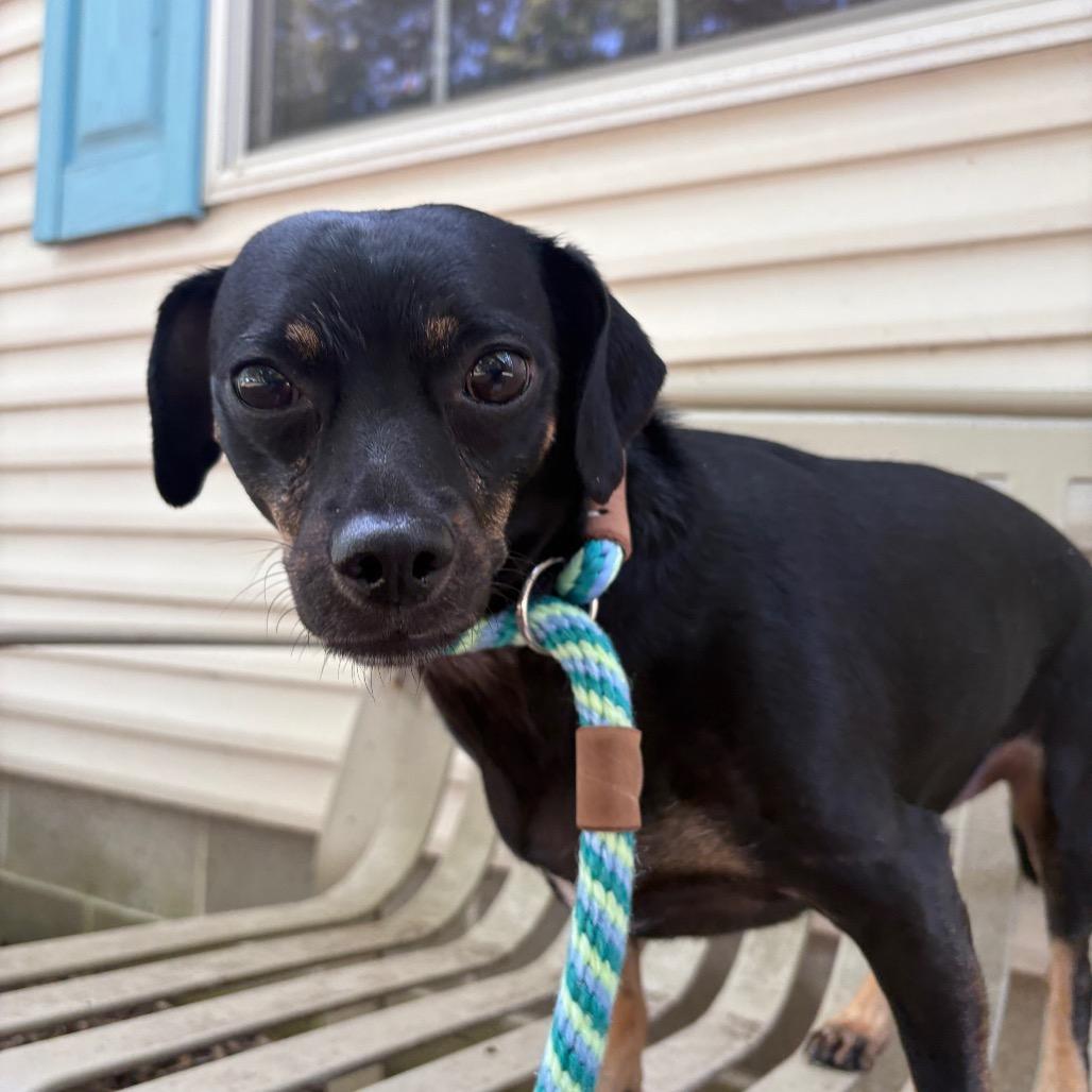 Luna (Foster), a Adoptable mixed breed in Belleville, IL image 3/3