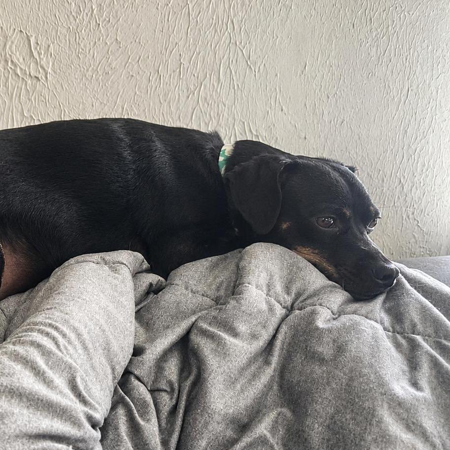 Enlarge Luna (Foster), a Adoptable mixed breed in Belleville, IL image 5/5