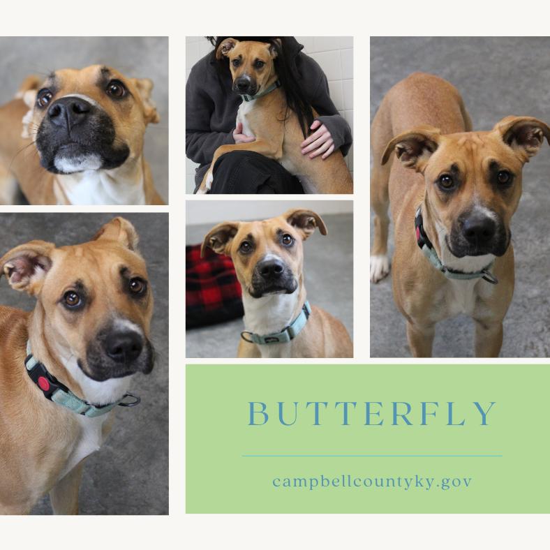 Butterfly thumbnail 7