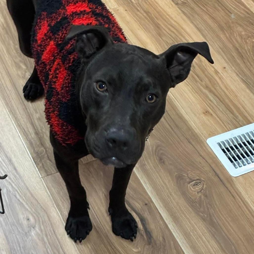 Enlarge Phil of the Future, a Adoptable Terrier in St. Louis, MO image 1/6