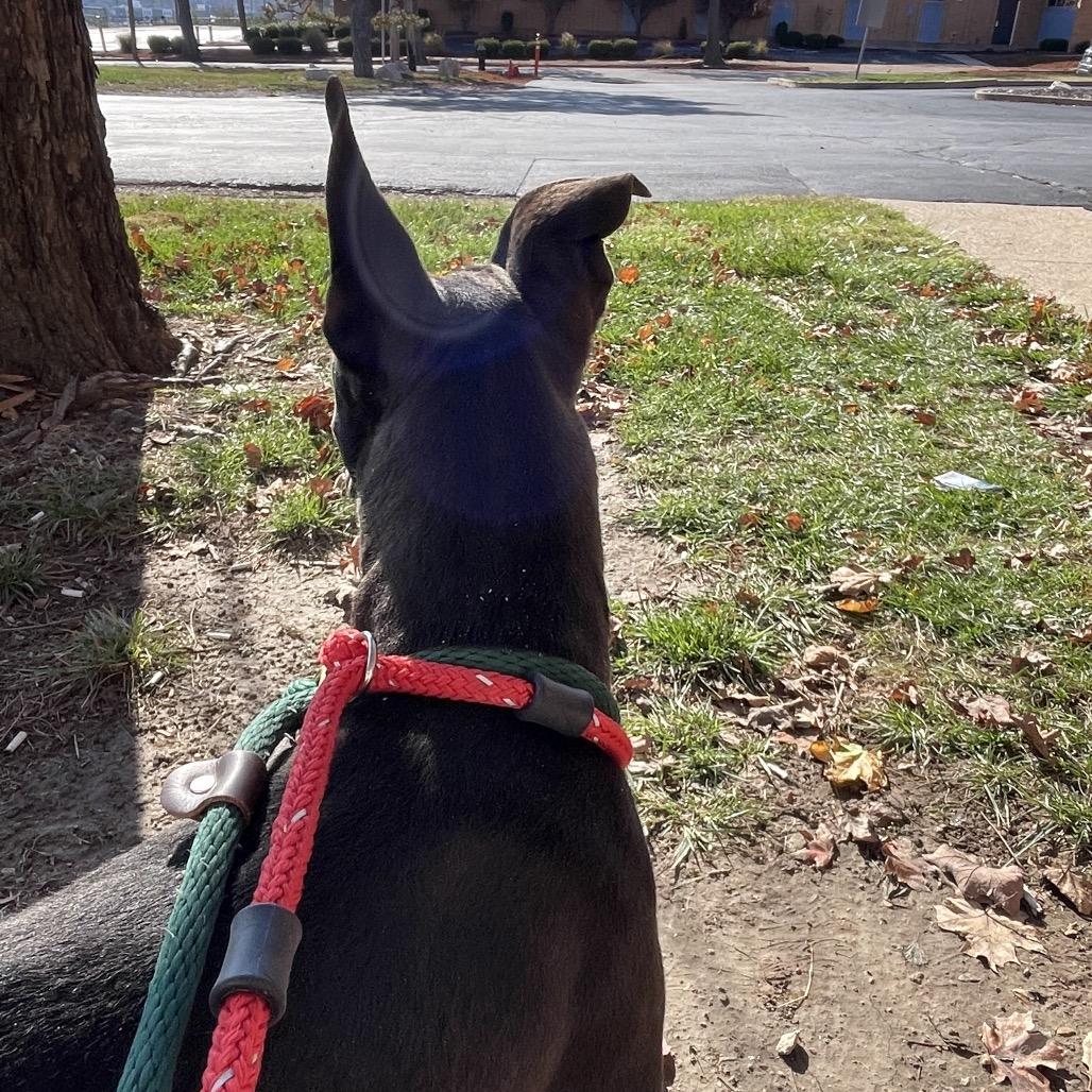 Phil of the Future, a Adoptable Terrier in St. Louis, MO image 1/5