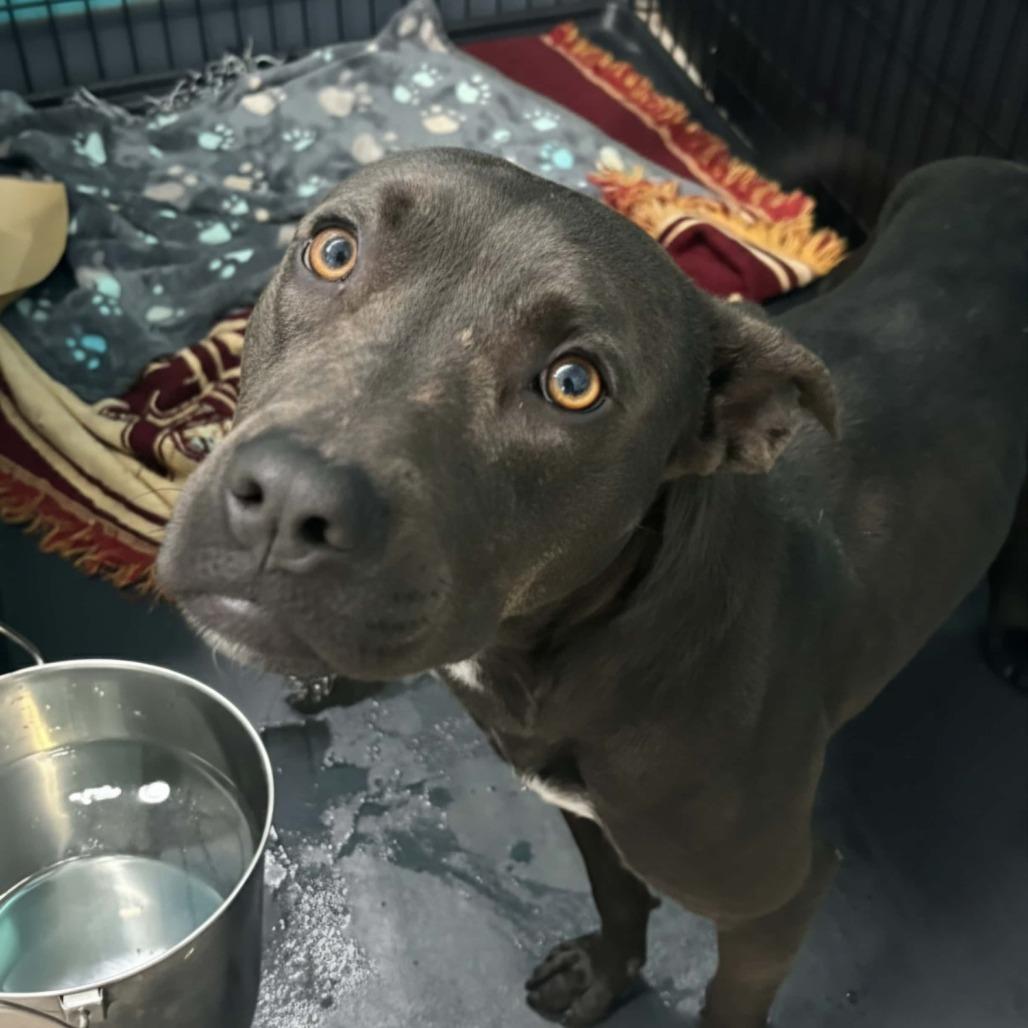 Phil of the Future, a Adoptable Terrier in St. Louis, MO image 2/5